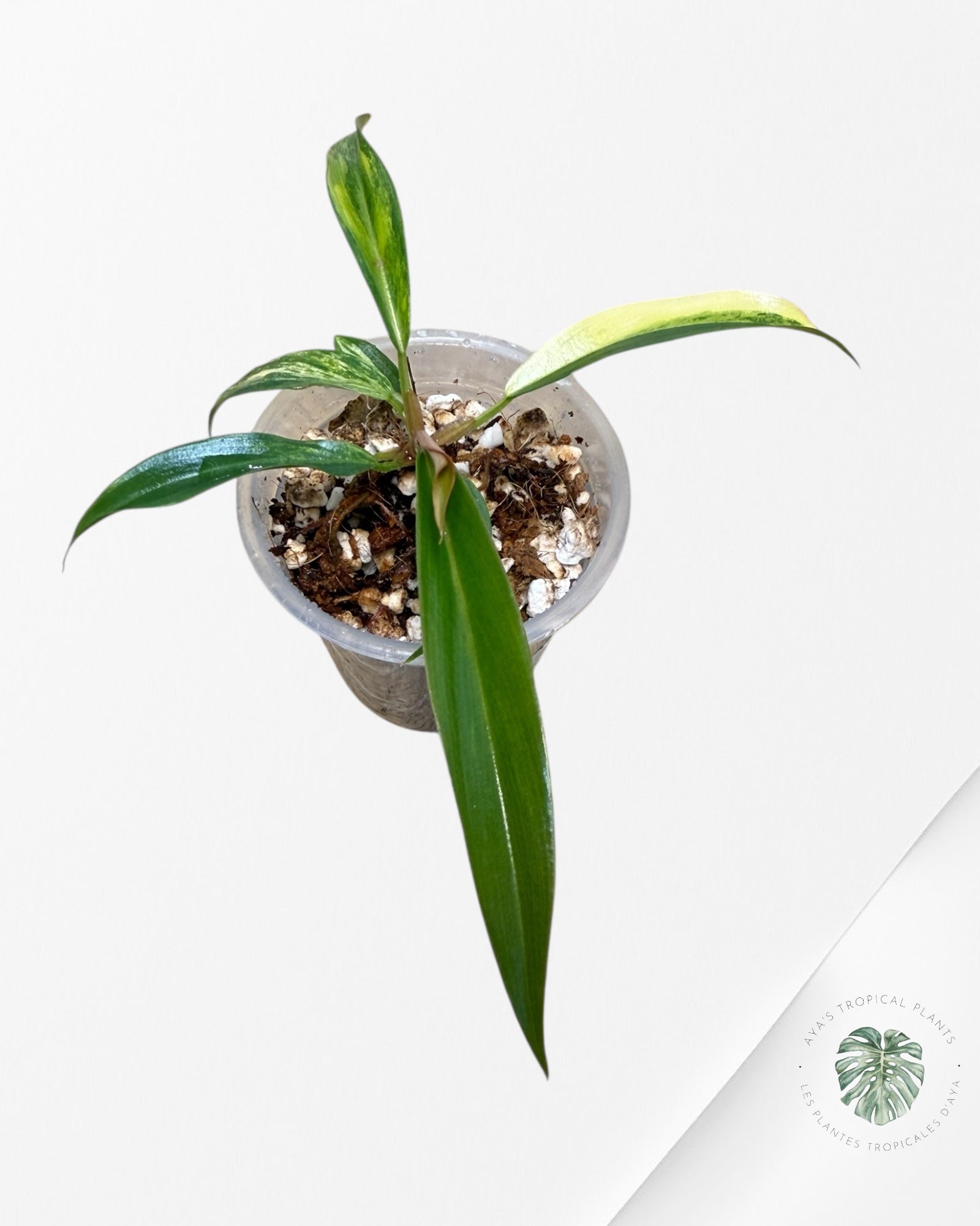 Philodendron Caramel Marble