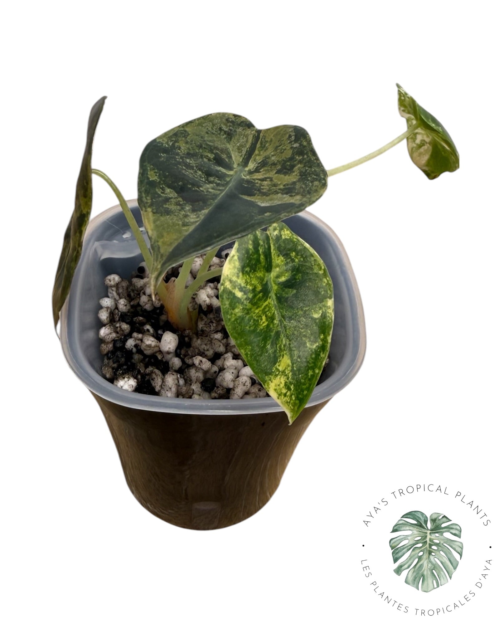 Alocasia Sedenii Aurea Variegated