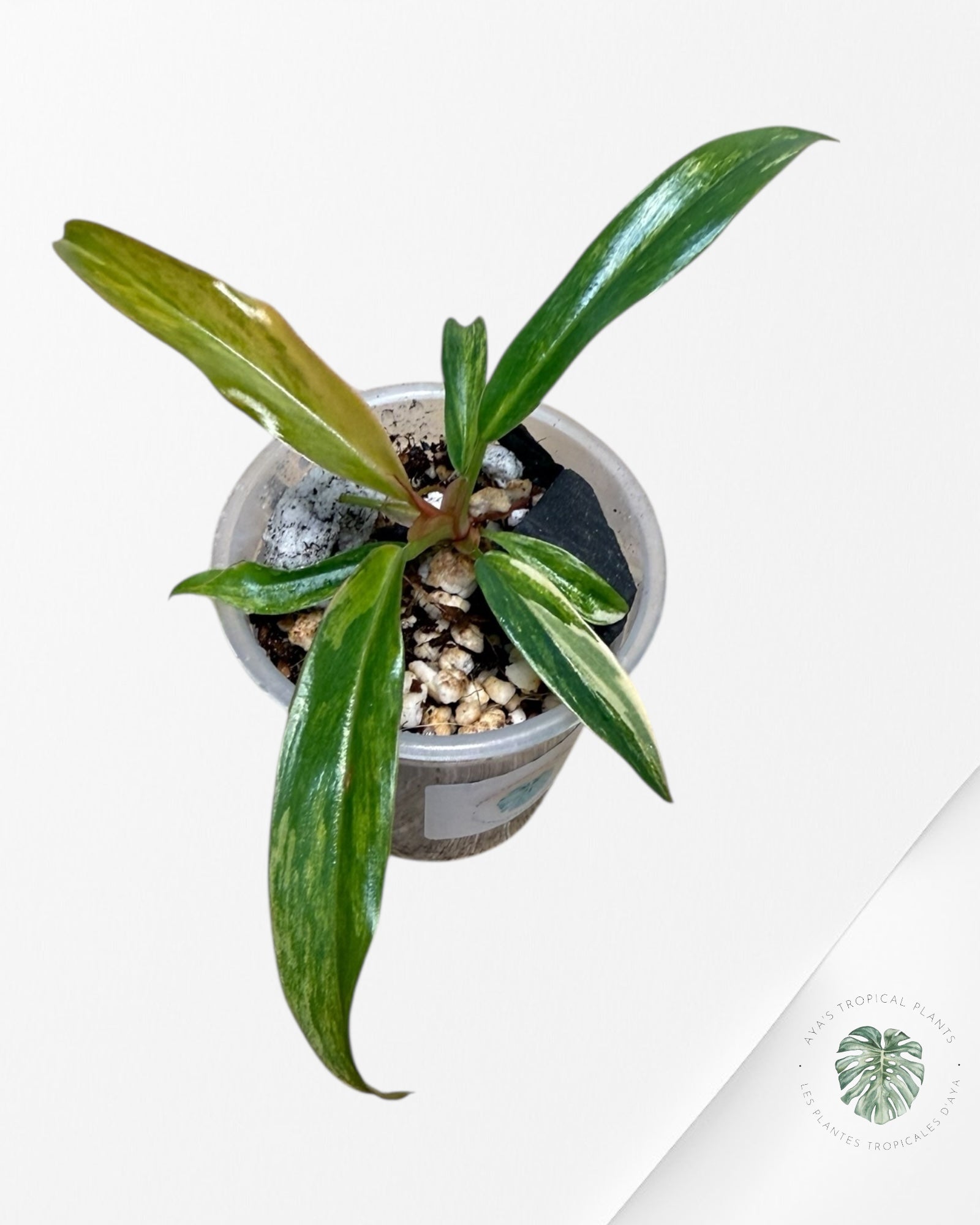 Philodendron Caramel Marble