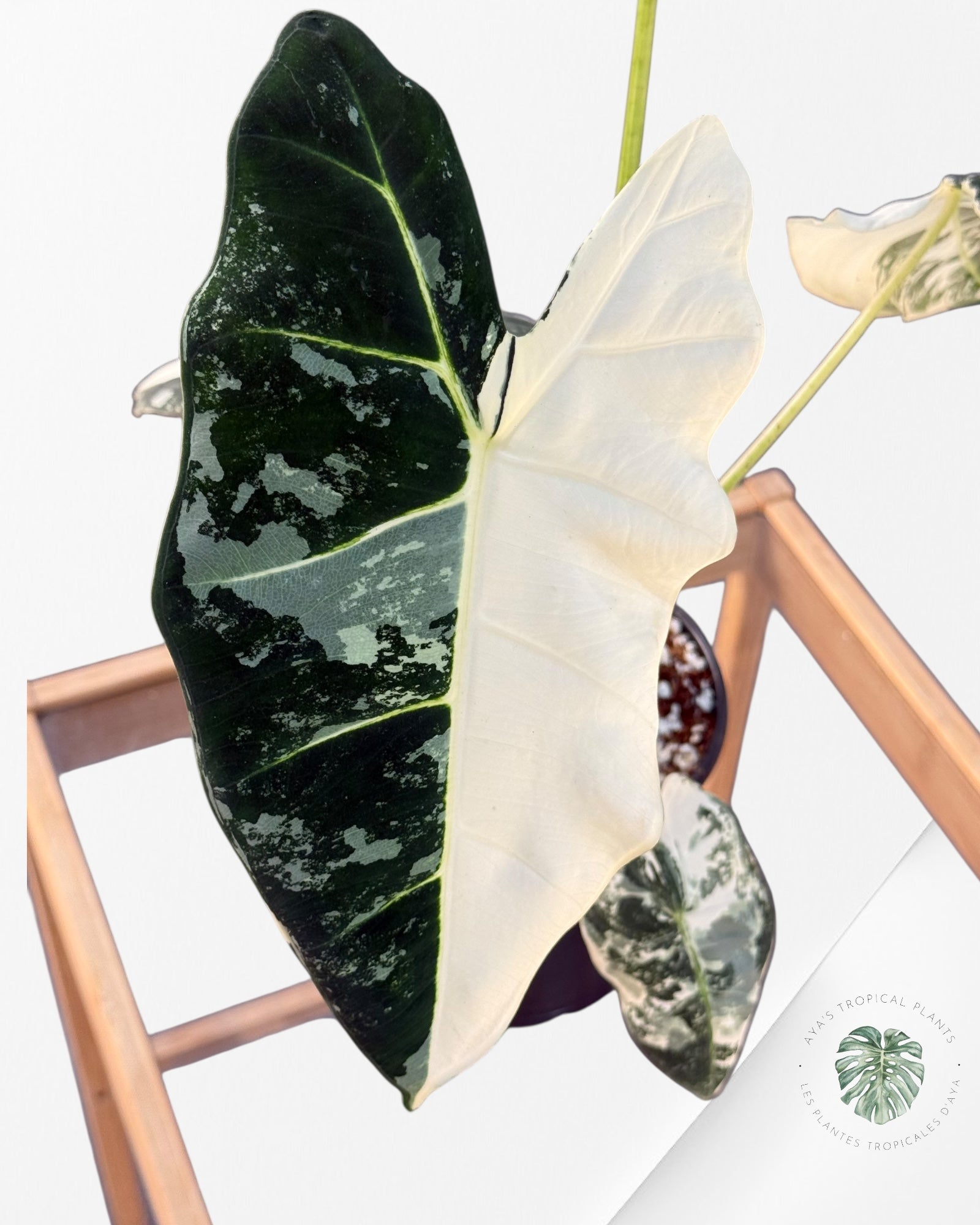 Alocasia Frydek Variegated - SA1