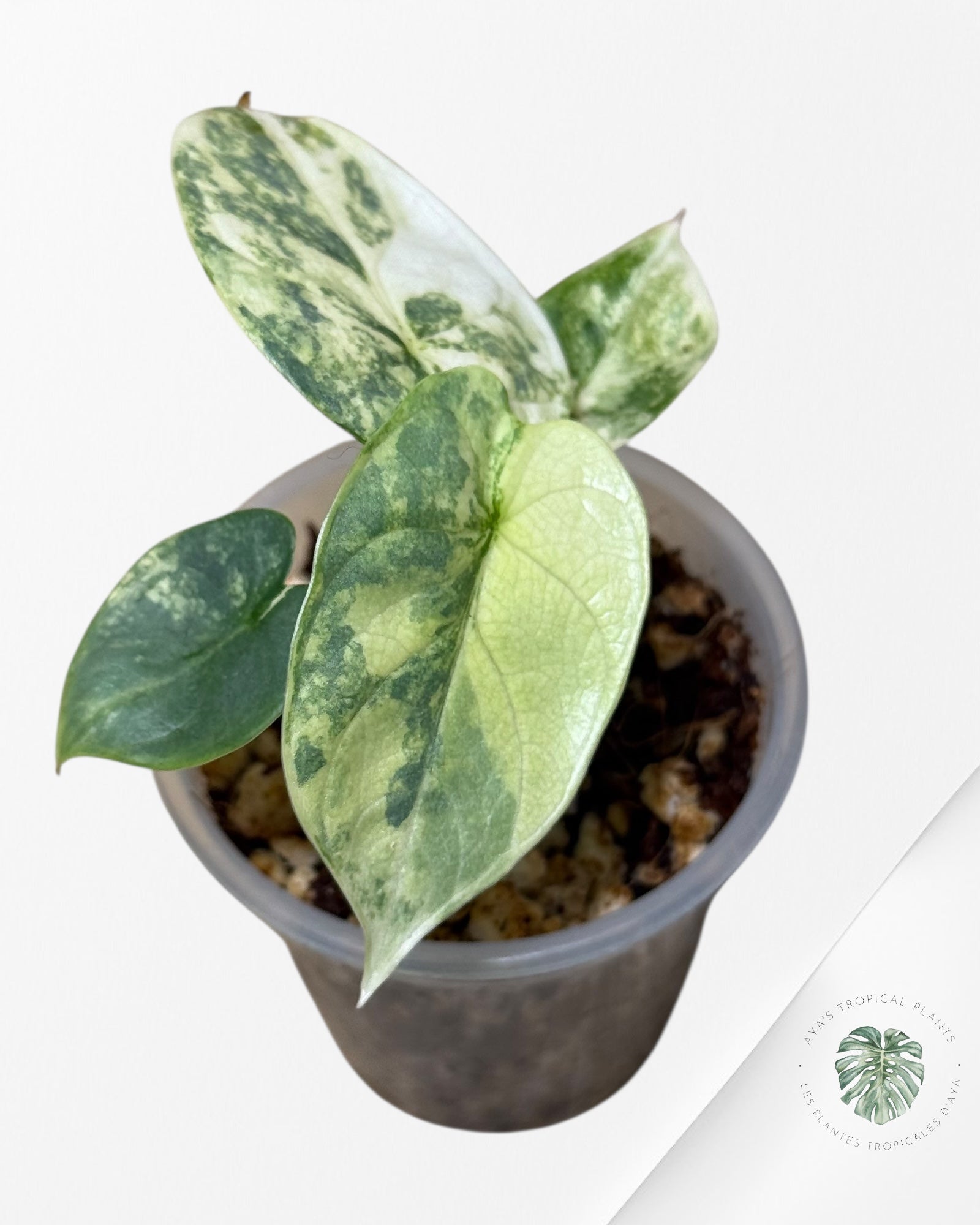 Alocasia Silver Dragon Variegated Aurea -AA