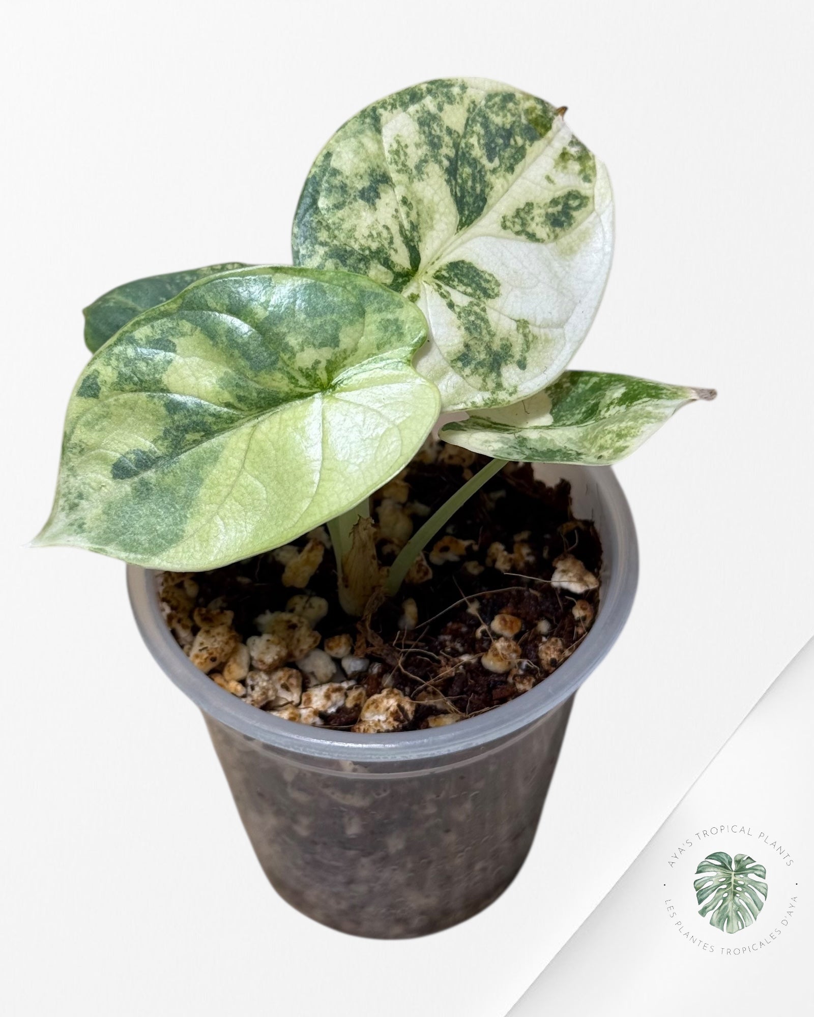 Alocasia Silver Dragon Variegated Aurea -AA