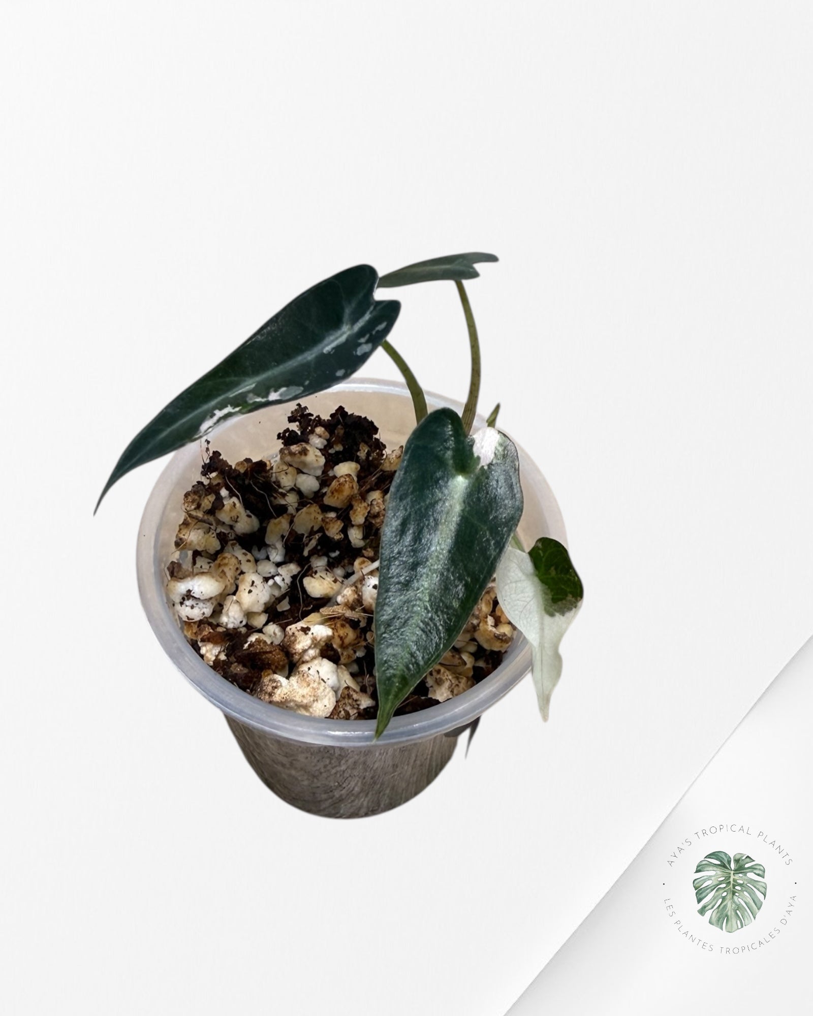 Alocasia Bambino Variagated Pink | Rare TC Plant| Aya's Tropical Plants