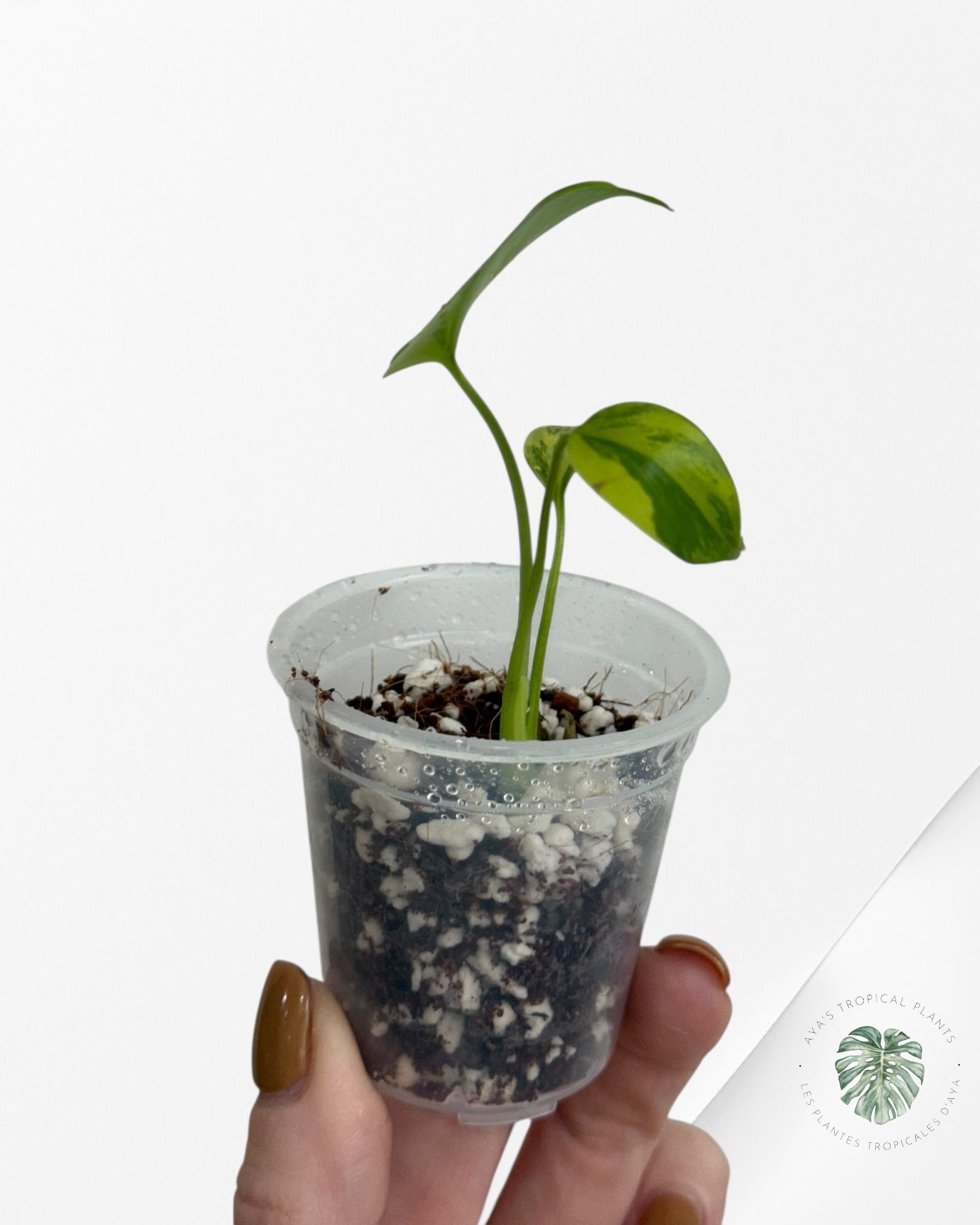 Monstera Aurea- 00