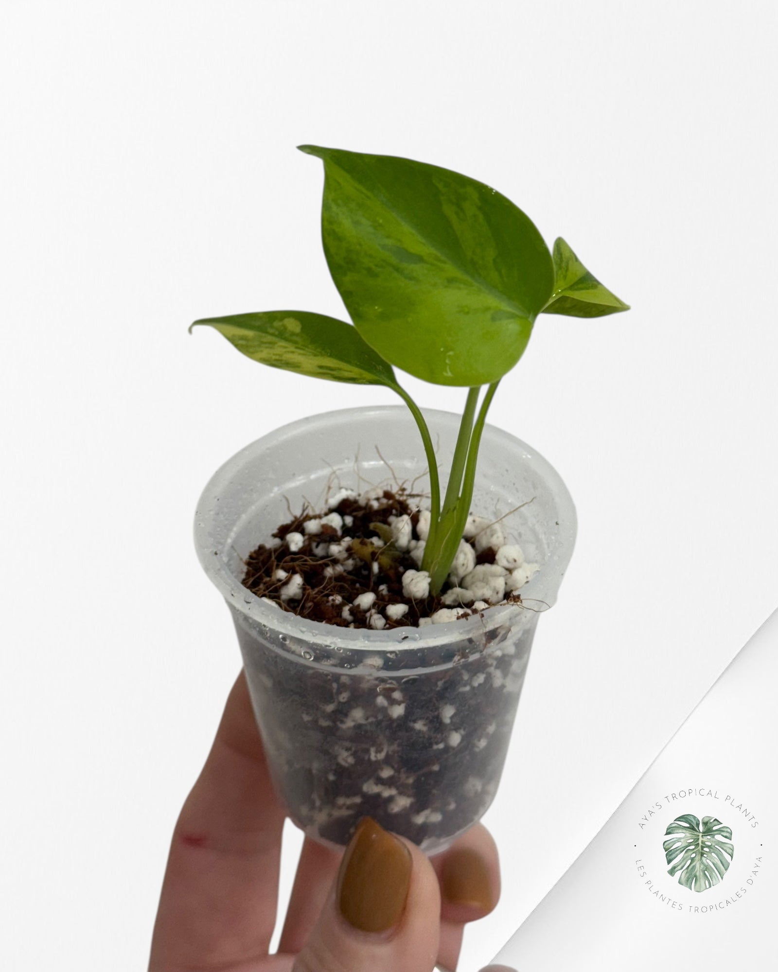 Monstera Aurea- 00