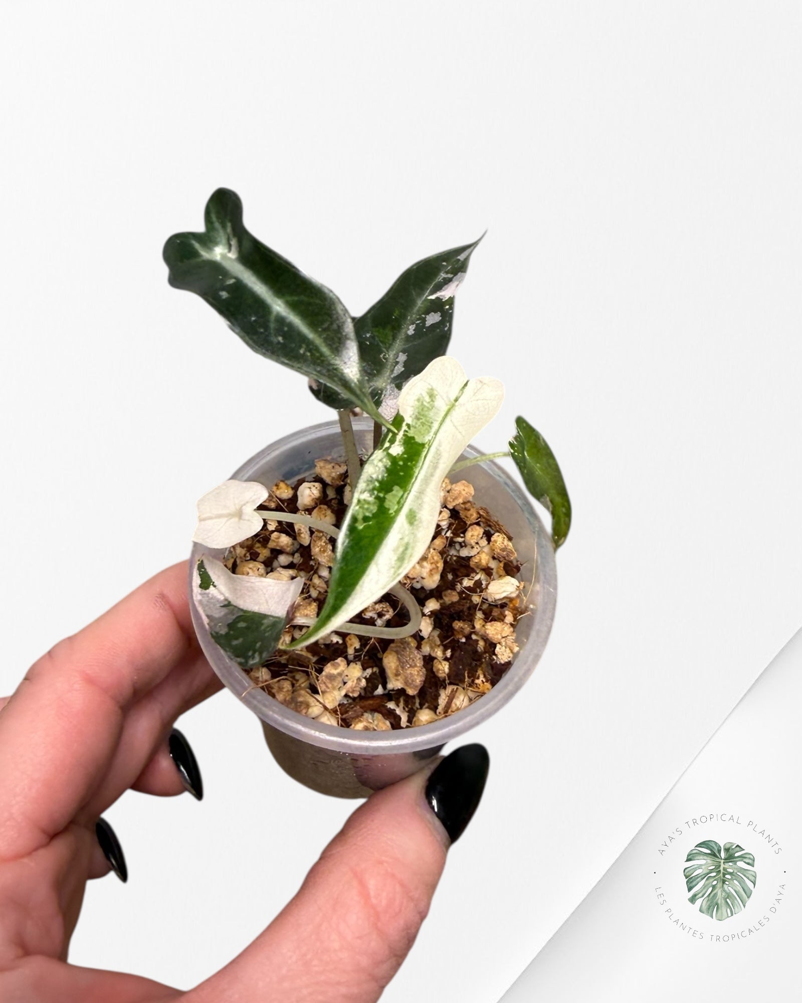 Alocasia Bambino Variagated Pink | Rare TC Plant| Aya's Tropical Plants