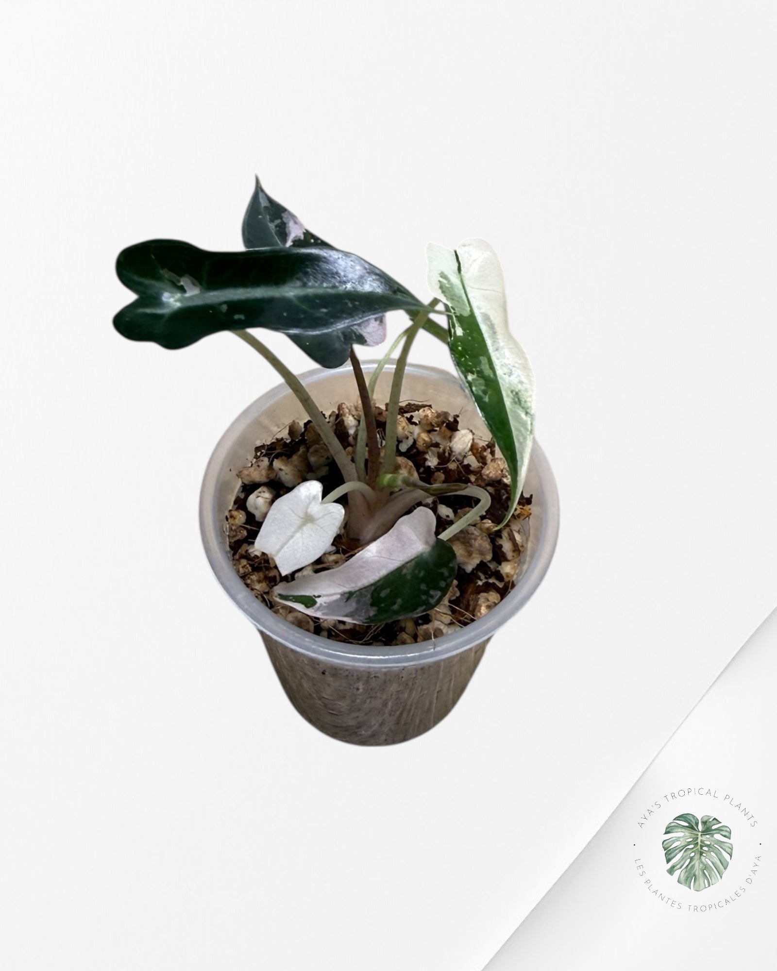 Alocasia Bambino Variagated Pink | Rare TC Plant| Aya's Tropical Plants