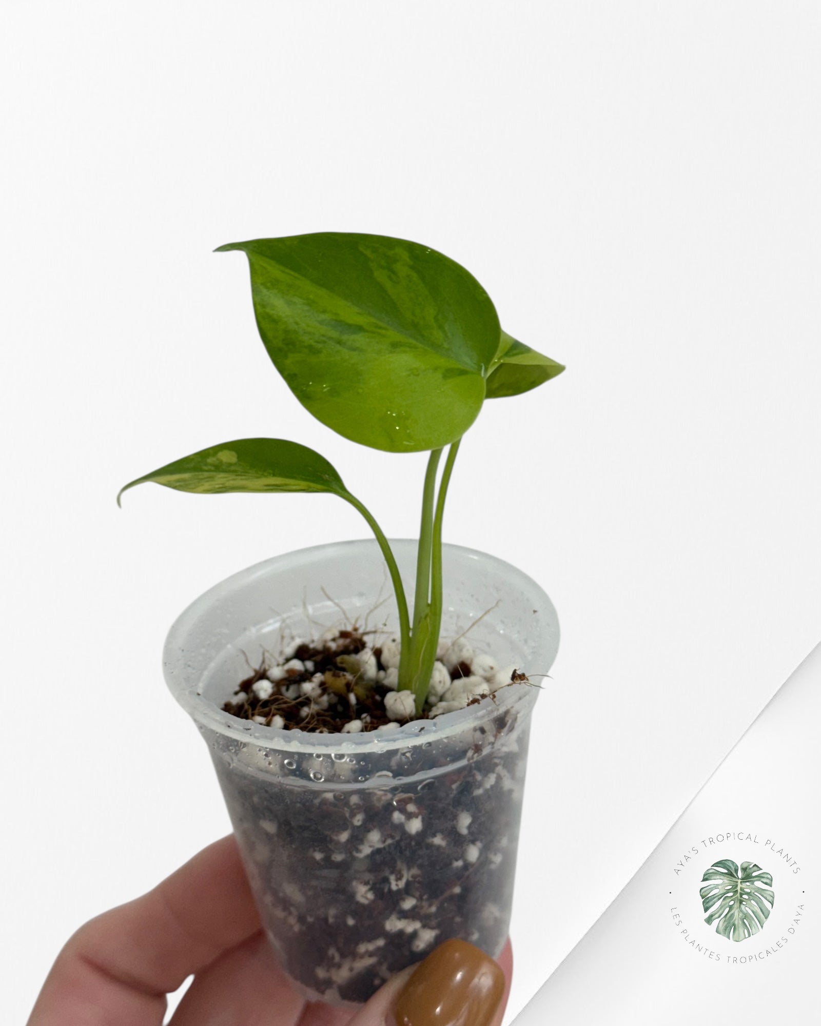 Monstera Aurea- 00
