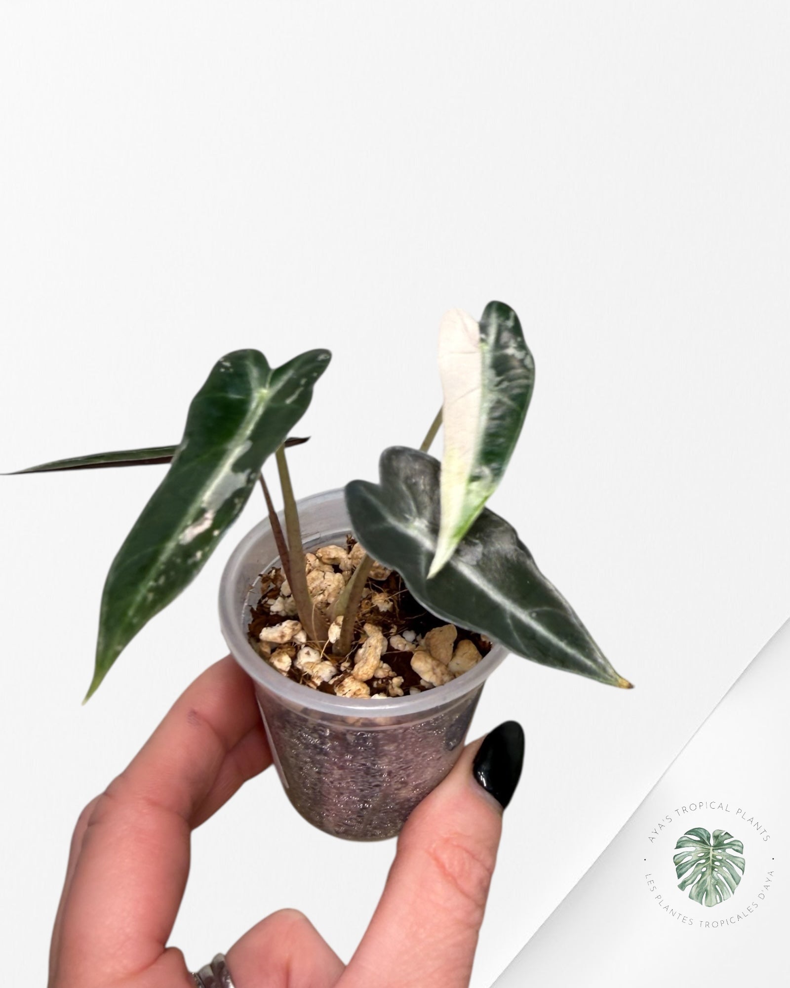 Alocasia Bambino Variagated Pink | Rare TC Plant| Aya's Tropical Plants