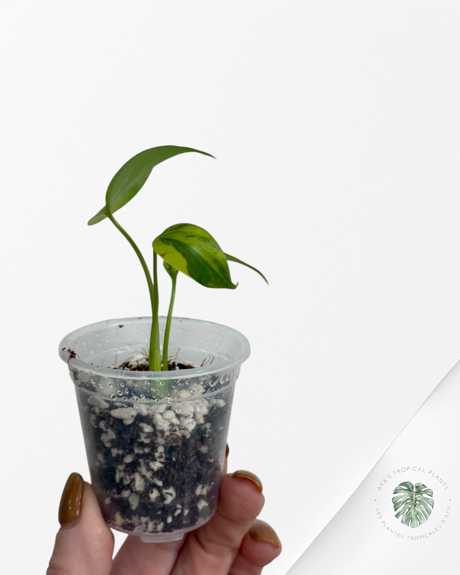 Monstera Aurea- 00