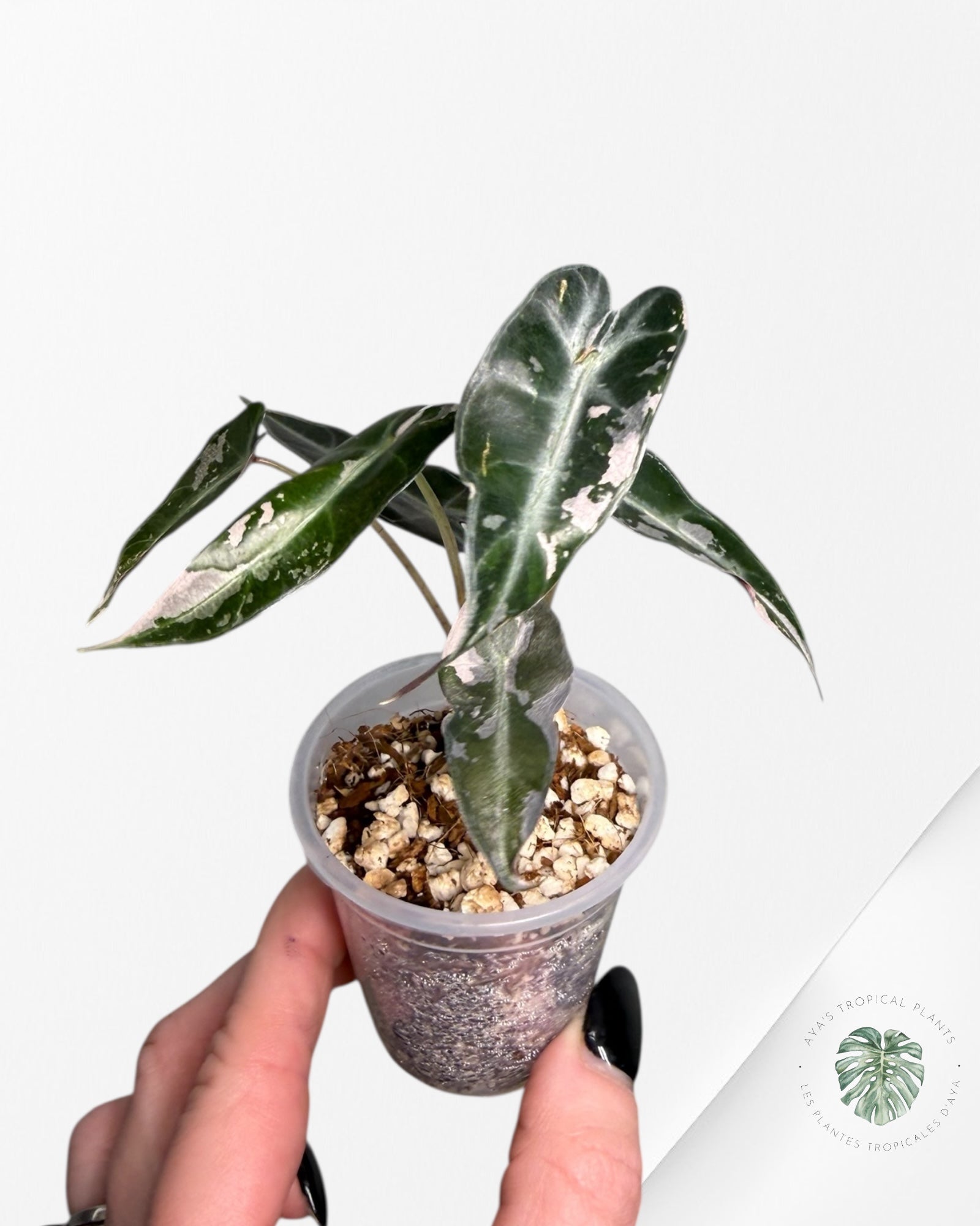 Alocasia Bambino Variagated Pink | Rare TC Plant| Aya's Tropical Plants