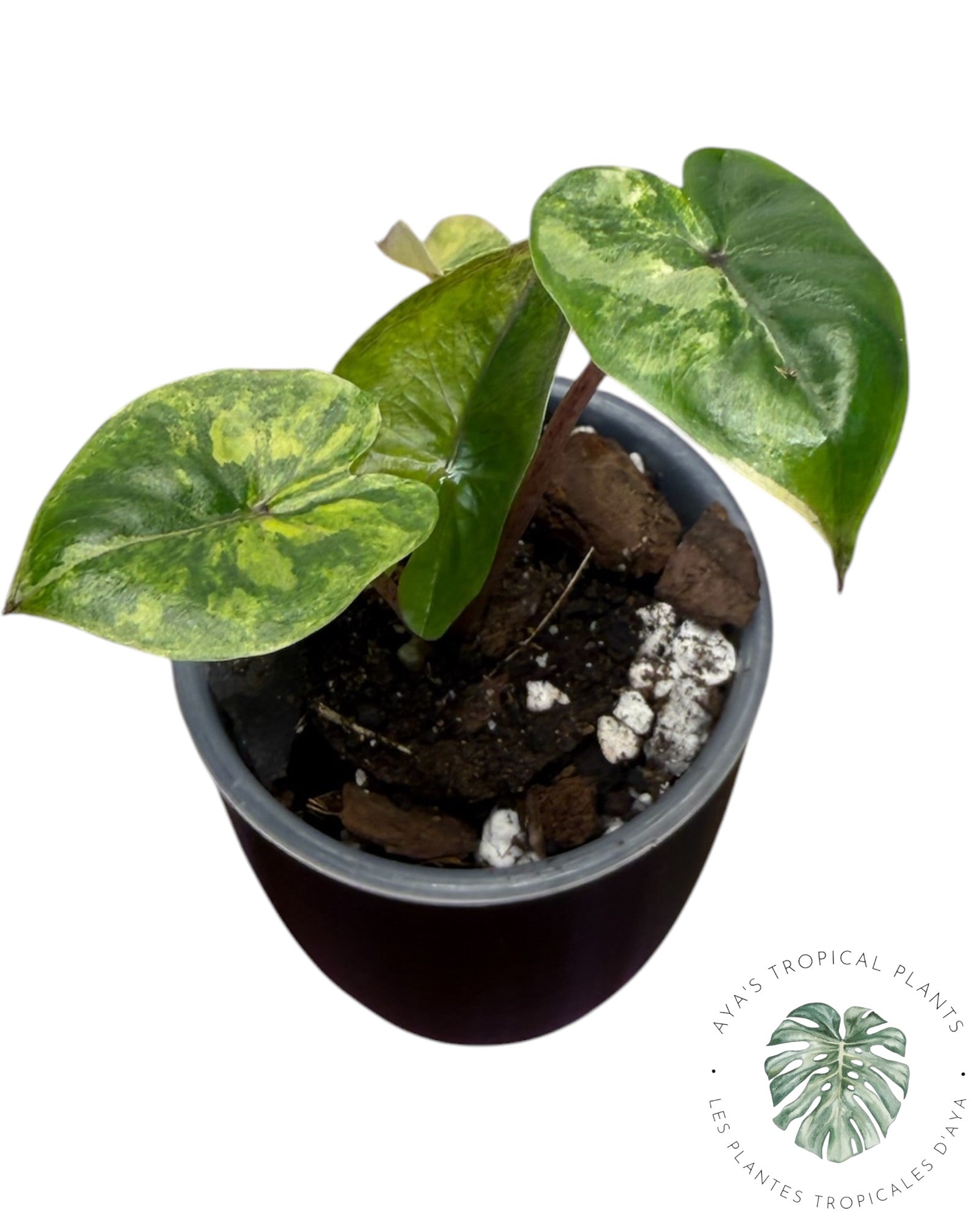 Alocasia Yucatan Aurea Variegated