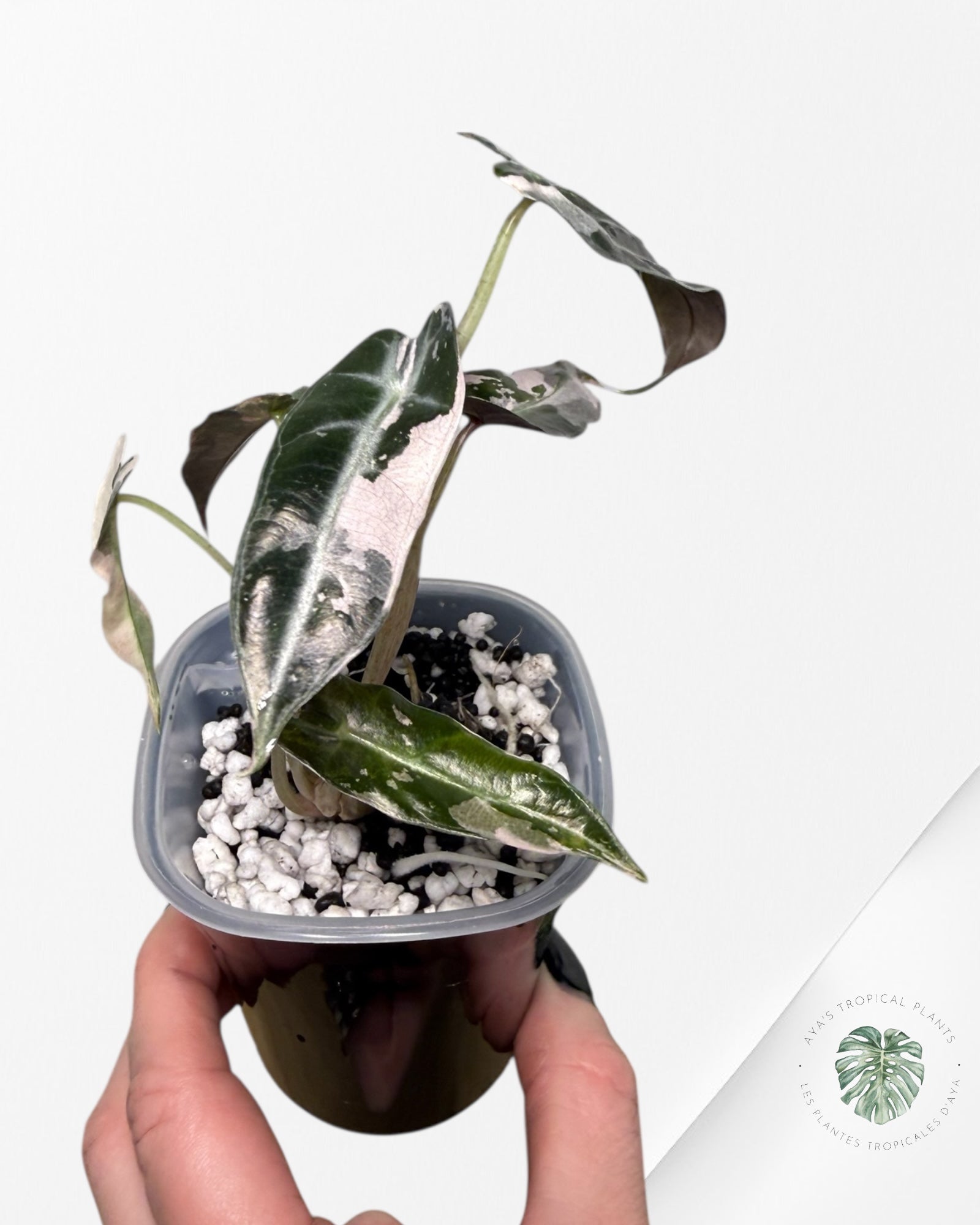 Alocasia Bambino Variagated Pink | Rare TC Plant| Aya's Tropical Plants
