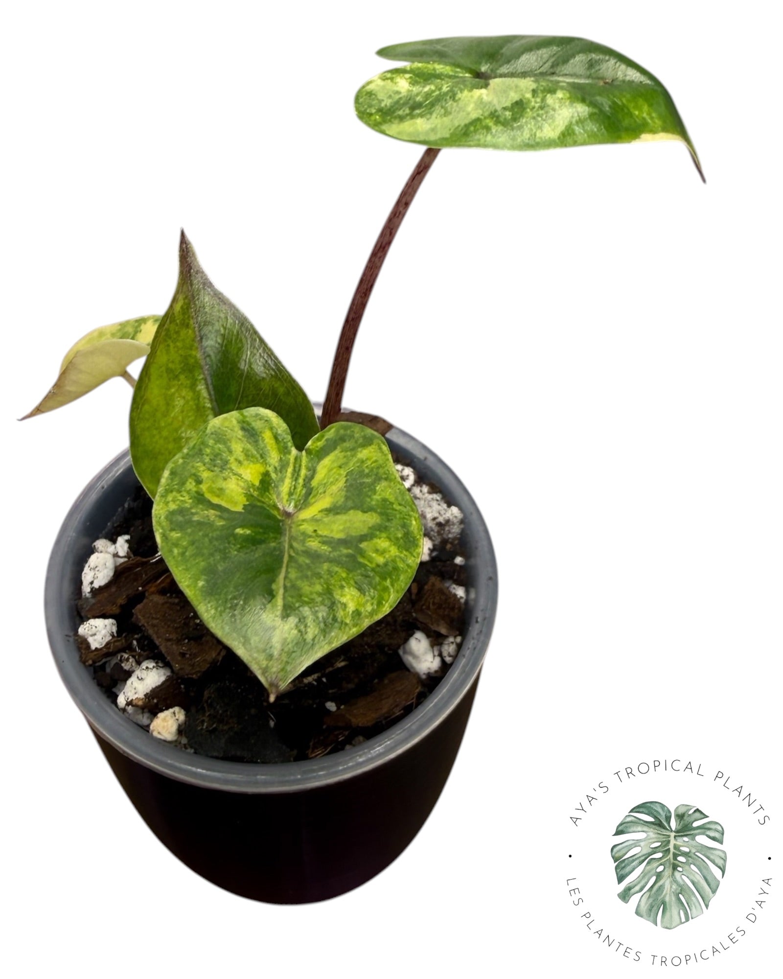 Alocasia Yucatan Aurea Variegated