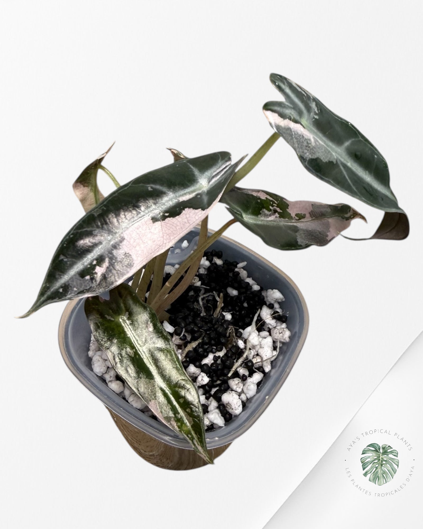 Alocasia Bambino Variagated Pink | Rare TC Plant| Aya's Tropical Plants