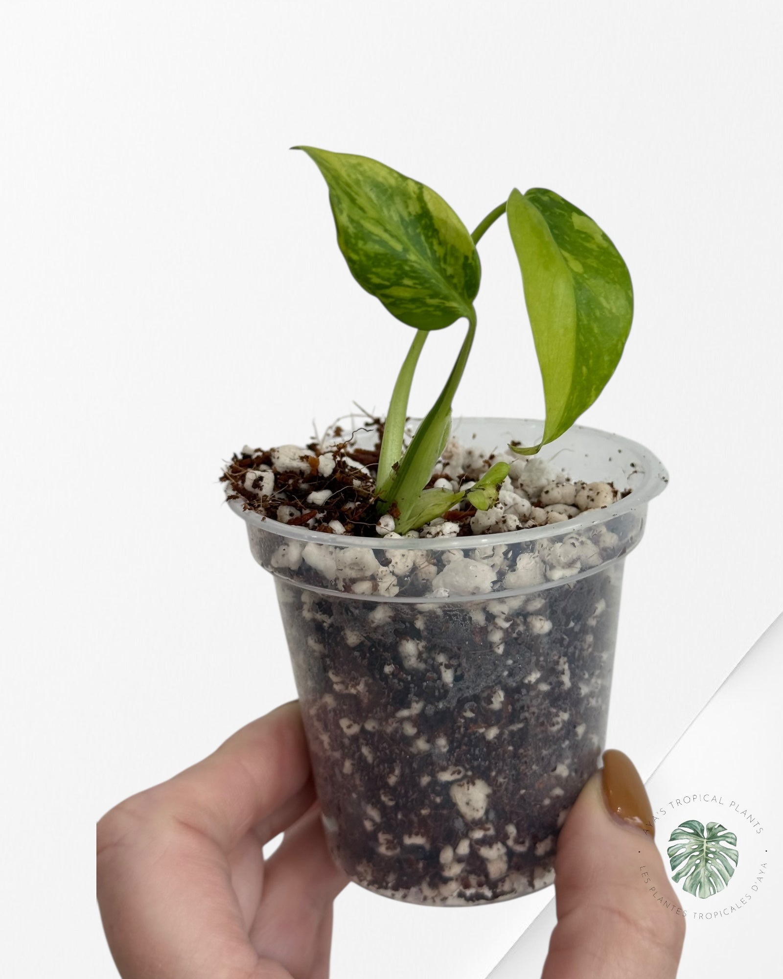 Monstera Deliciosa Electrolyte - 18A