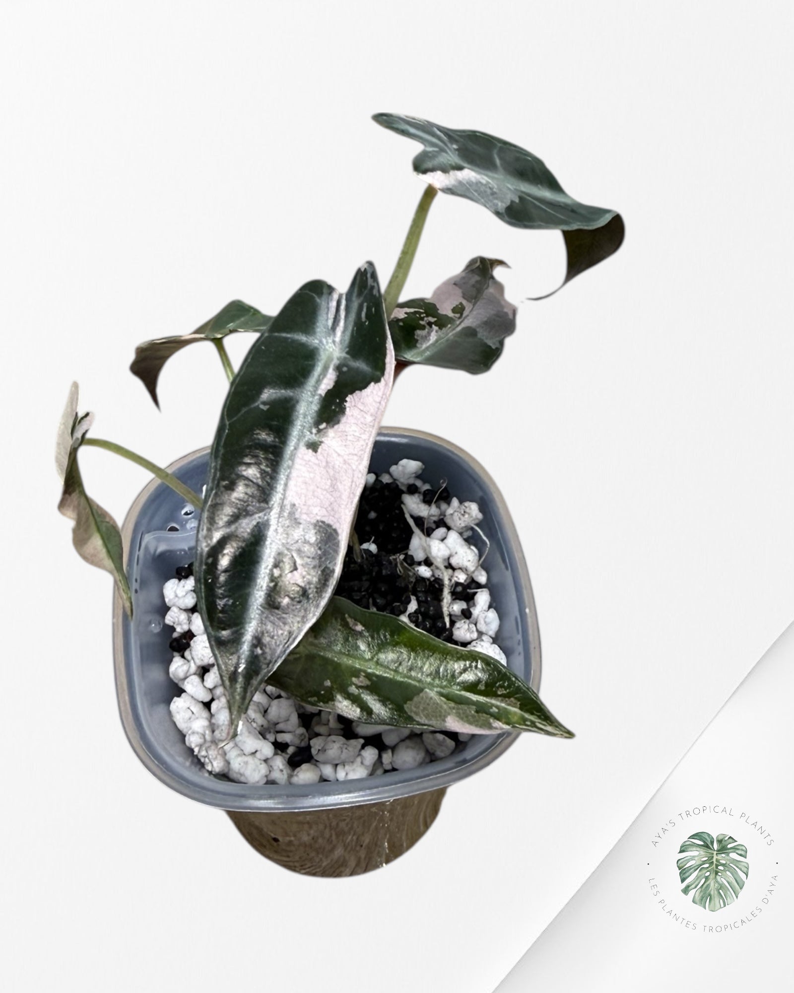 Alocasia Bambino Variagated Pink | Rare TC Plant| Aya's Tropical Plants