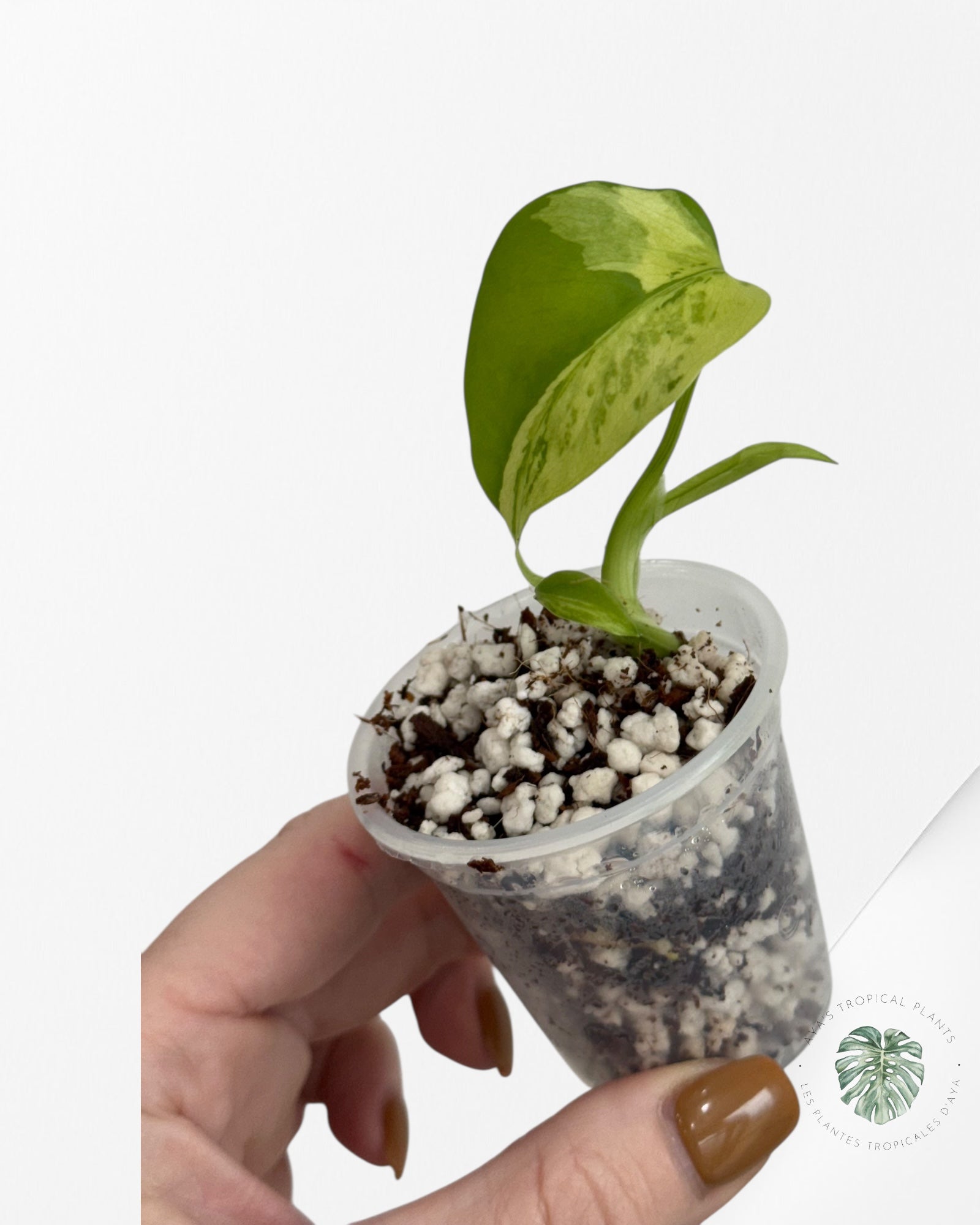 Monstera Deliciosa Electrolyte - 18A
