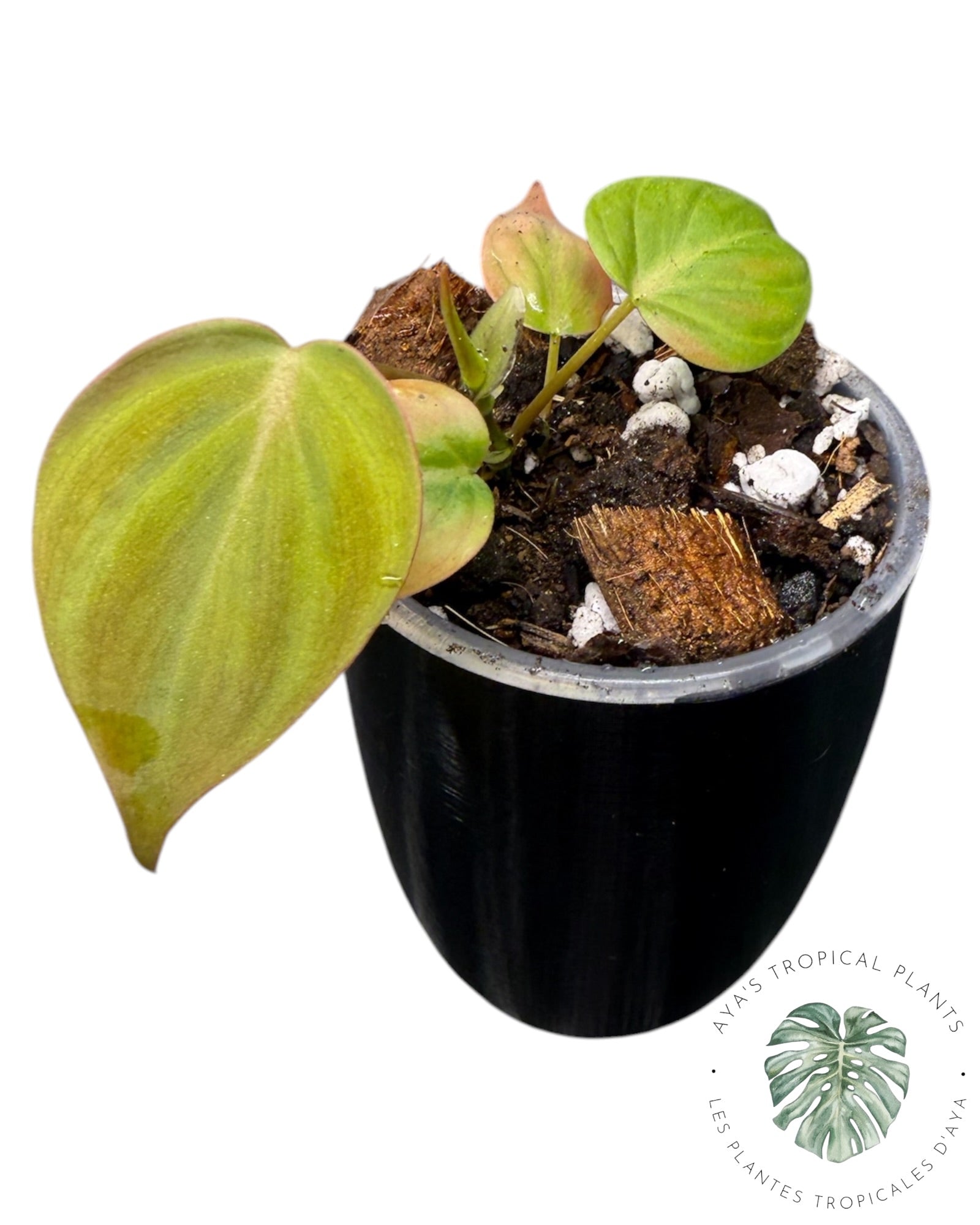 Philodendron Pink Micans Mint