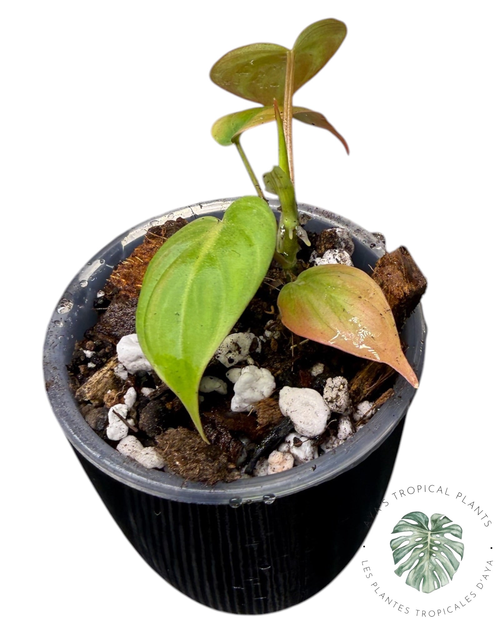 Philodendron Pink Micans Mint