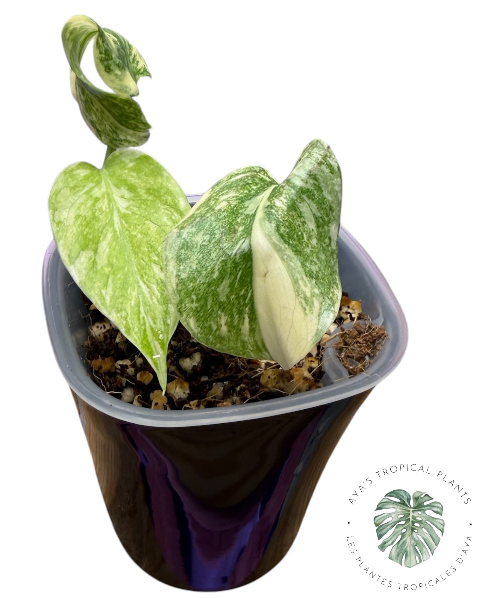Monstera Deliciosa Legacy