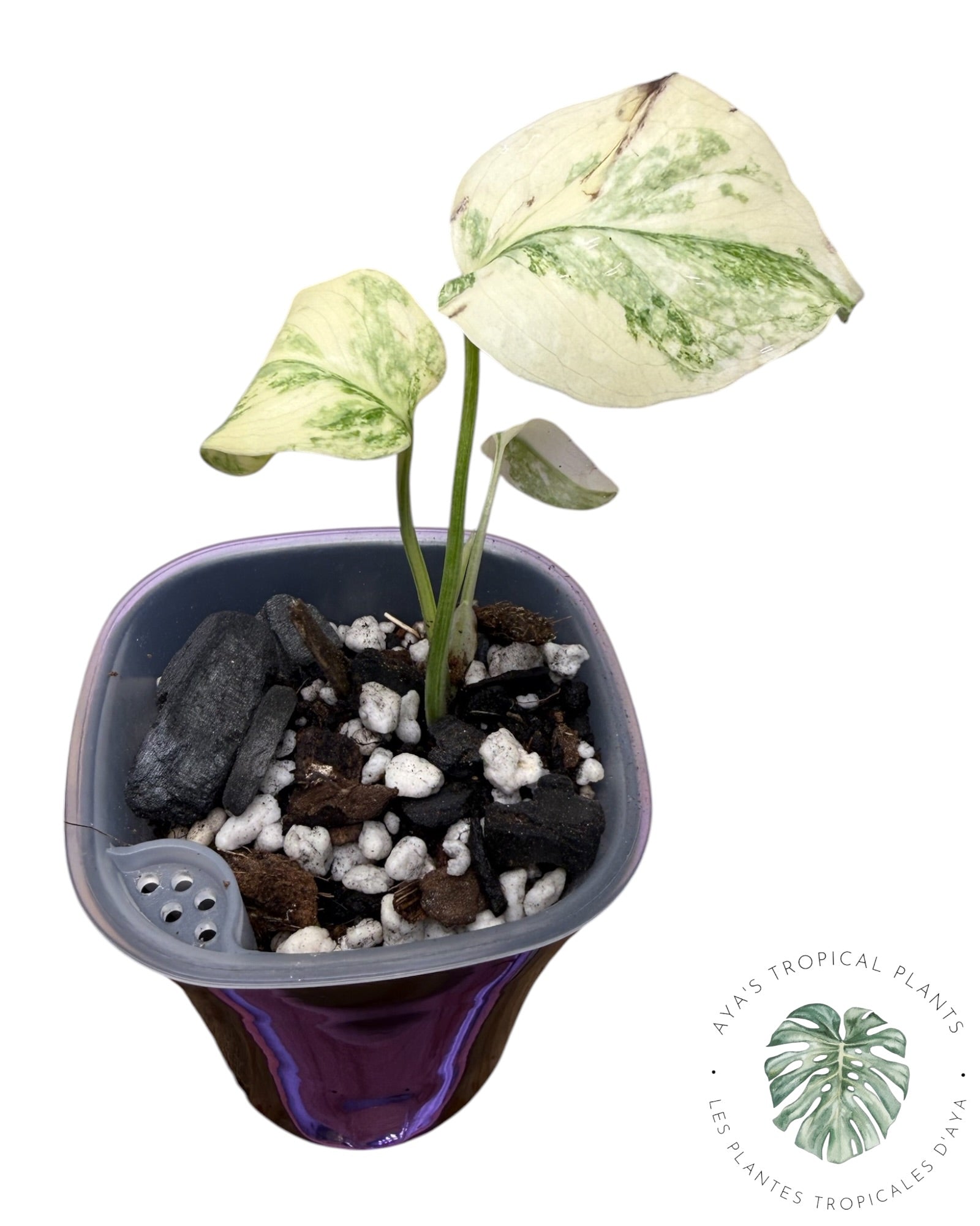 Monstera Deliciosa Legacy