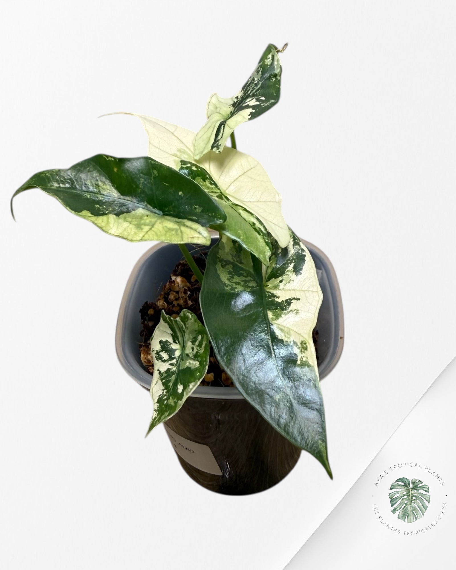 Alocasia Simpo Albo Variegated| Rare TC Plant | Aya's Tropical Plants