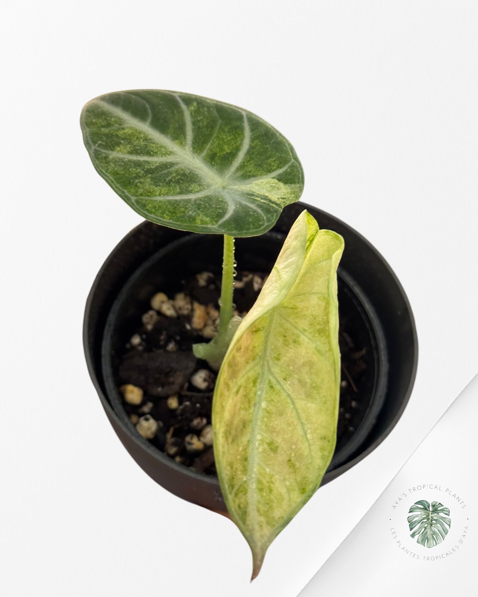 Duo Philodendron Hederaceum Variagated & Scindapsus Silver Cloud