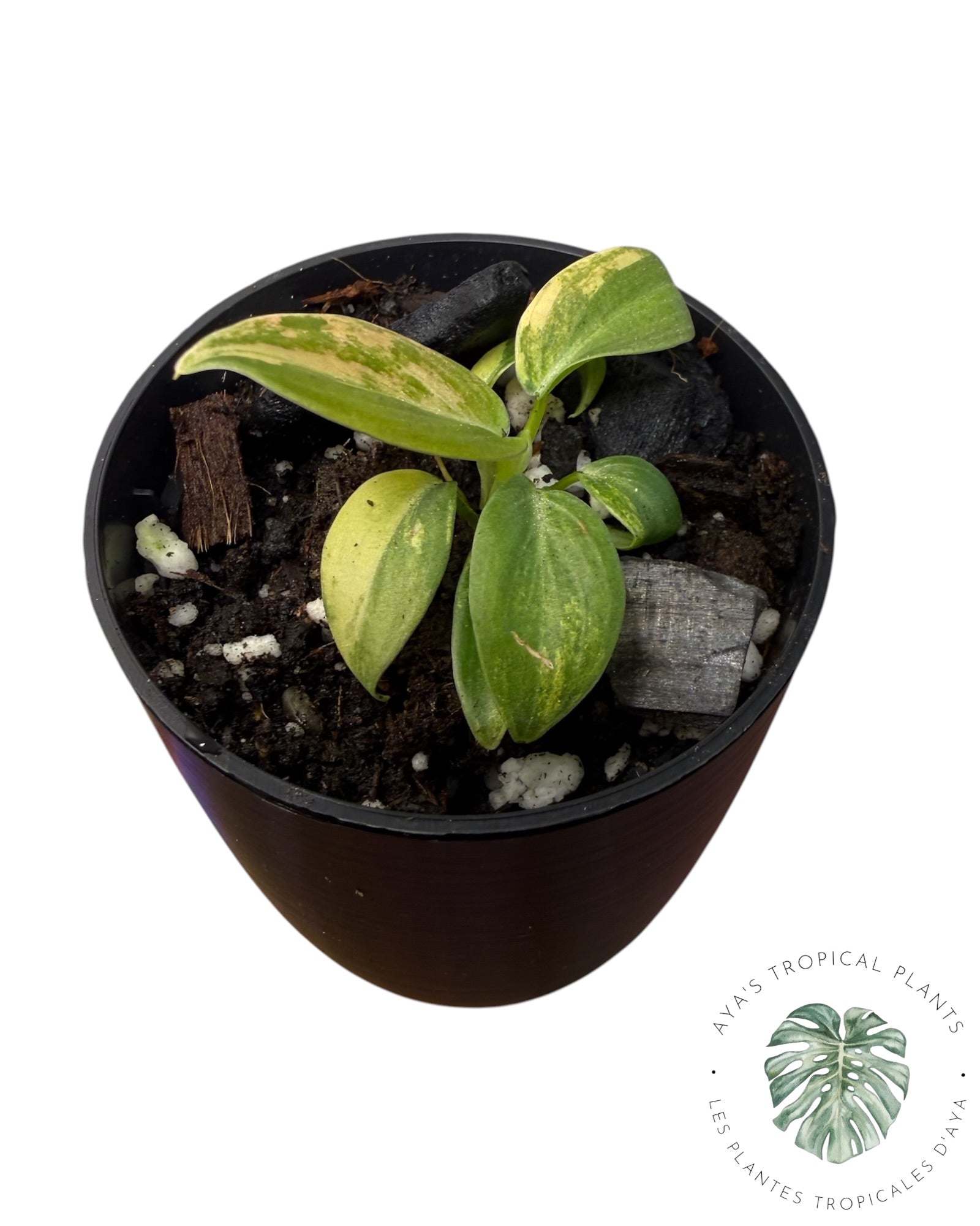 Philodendron Melanochrysum Orange