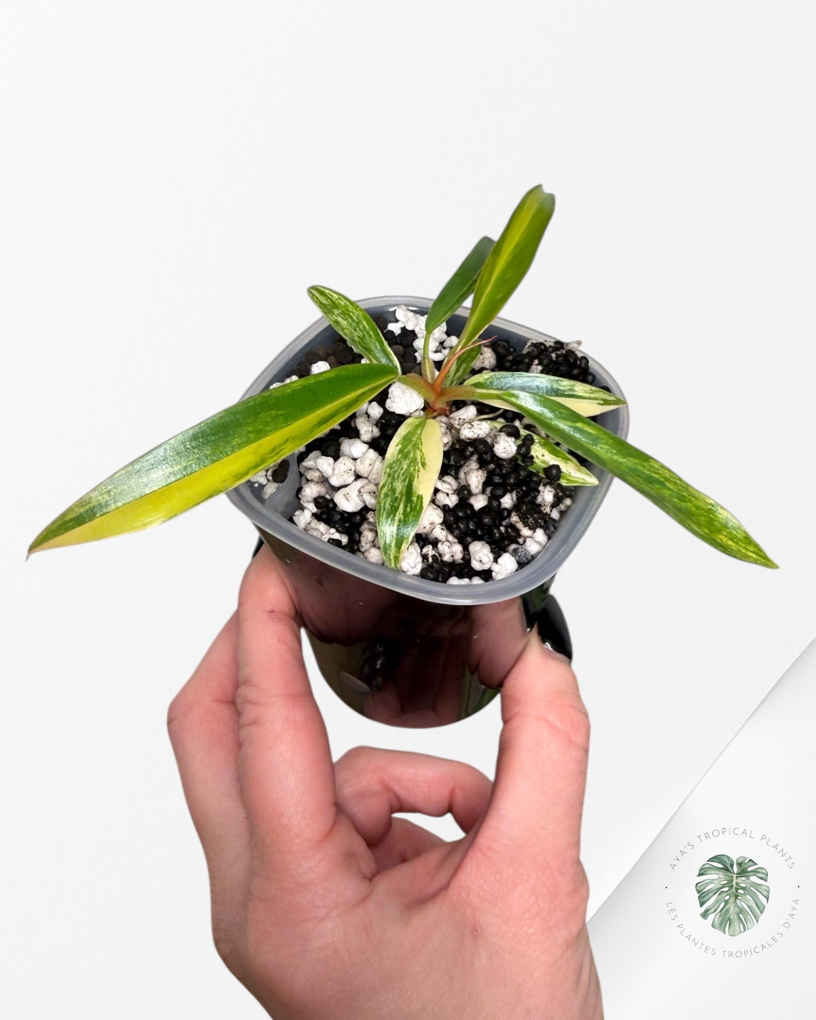 Philodendron Caramel Marble