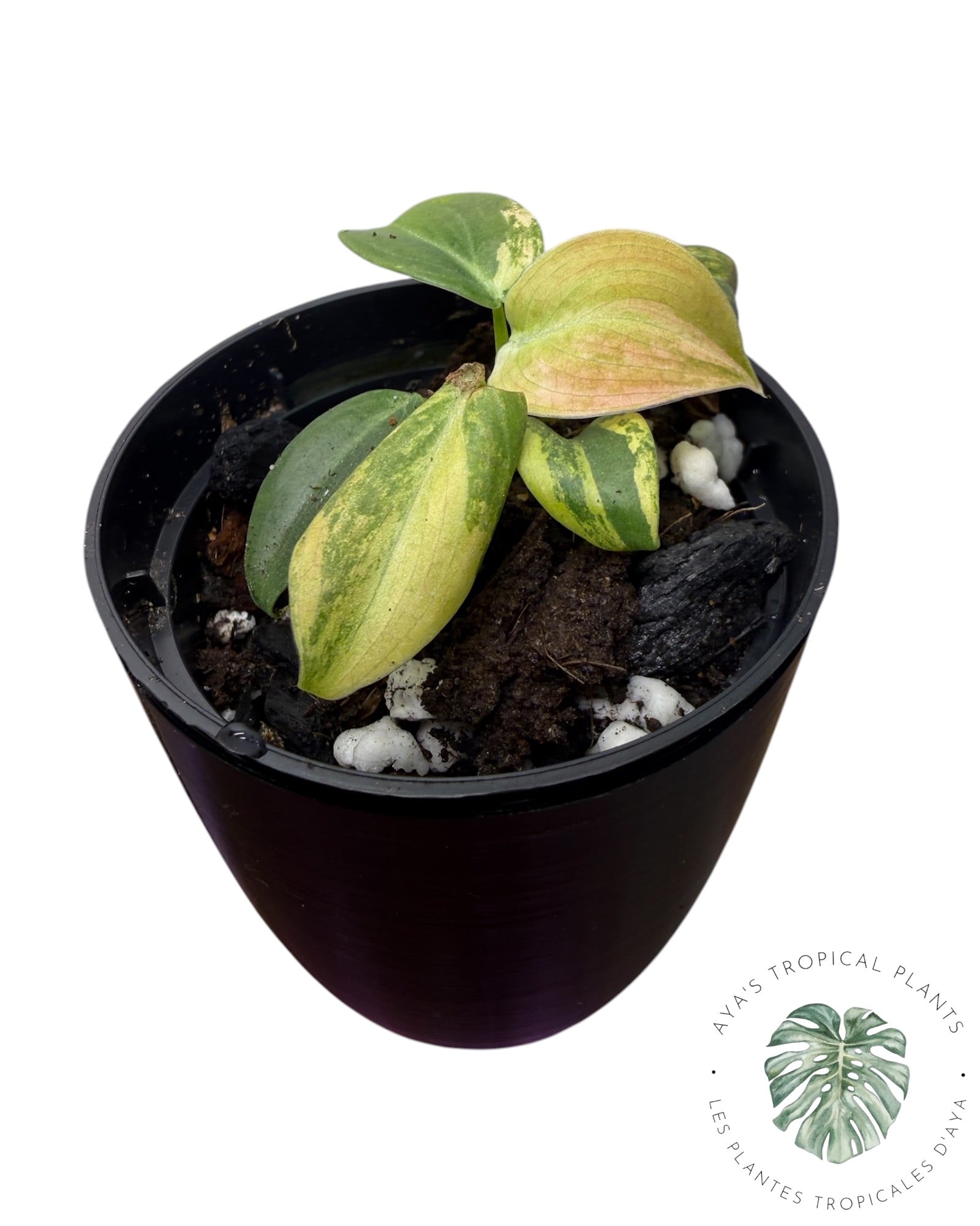 Philodendron Melanochrysum Orange
