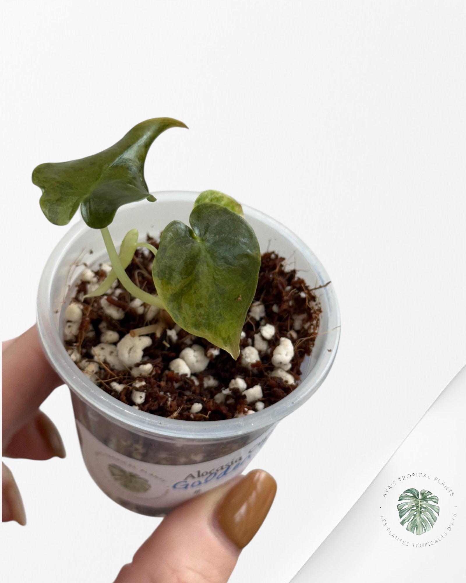 Alocasia Cuprea Golden Latte variegated - 00