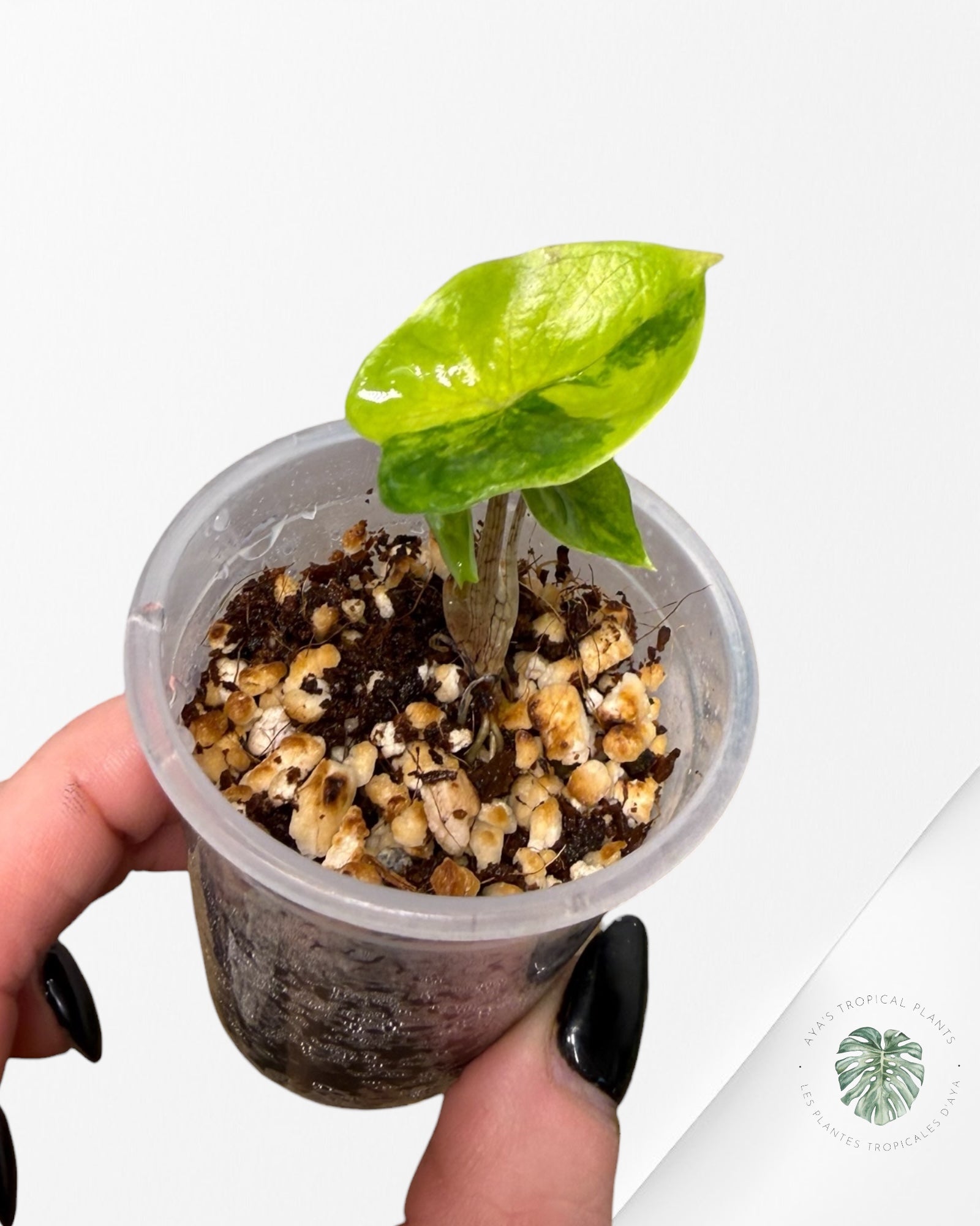 Alocasia Heterophylla Metallic Blue variegated