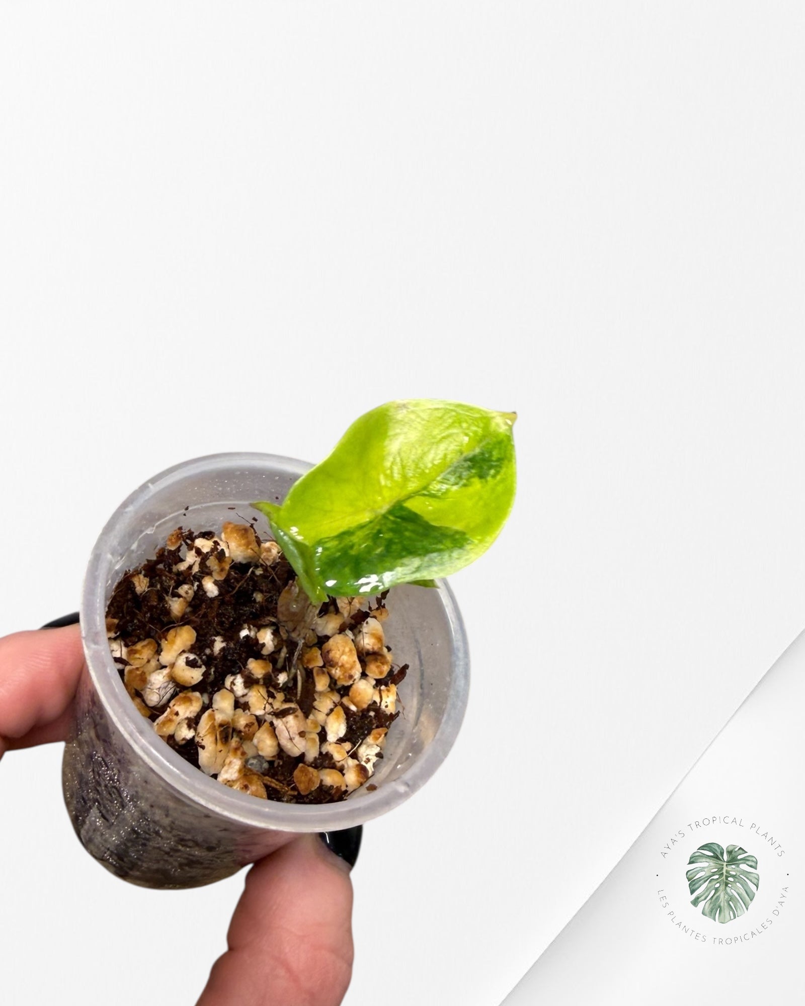 Alocasia Heterophylla Metallic Blue variegated