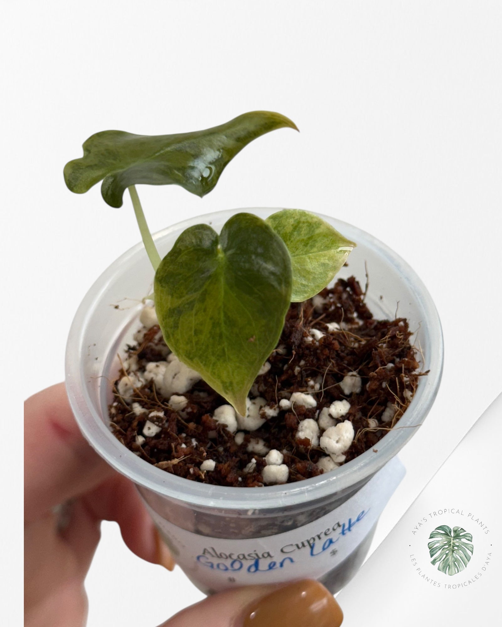 Alocasia Cuprea Golden Latte variegated - 00