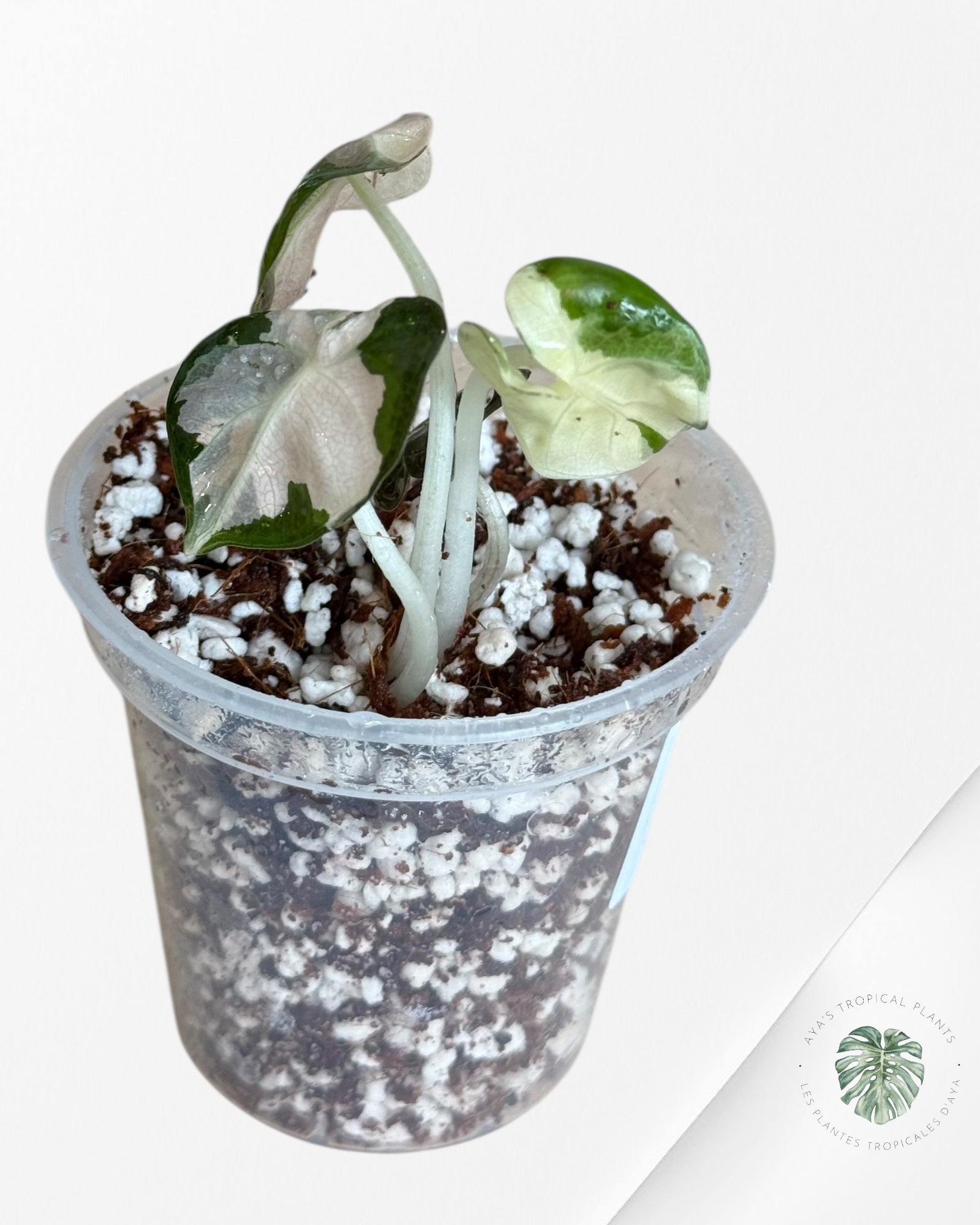 Alocasia Heart Balloon Pink variegated- 00
