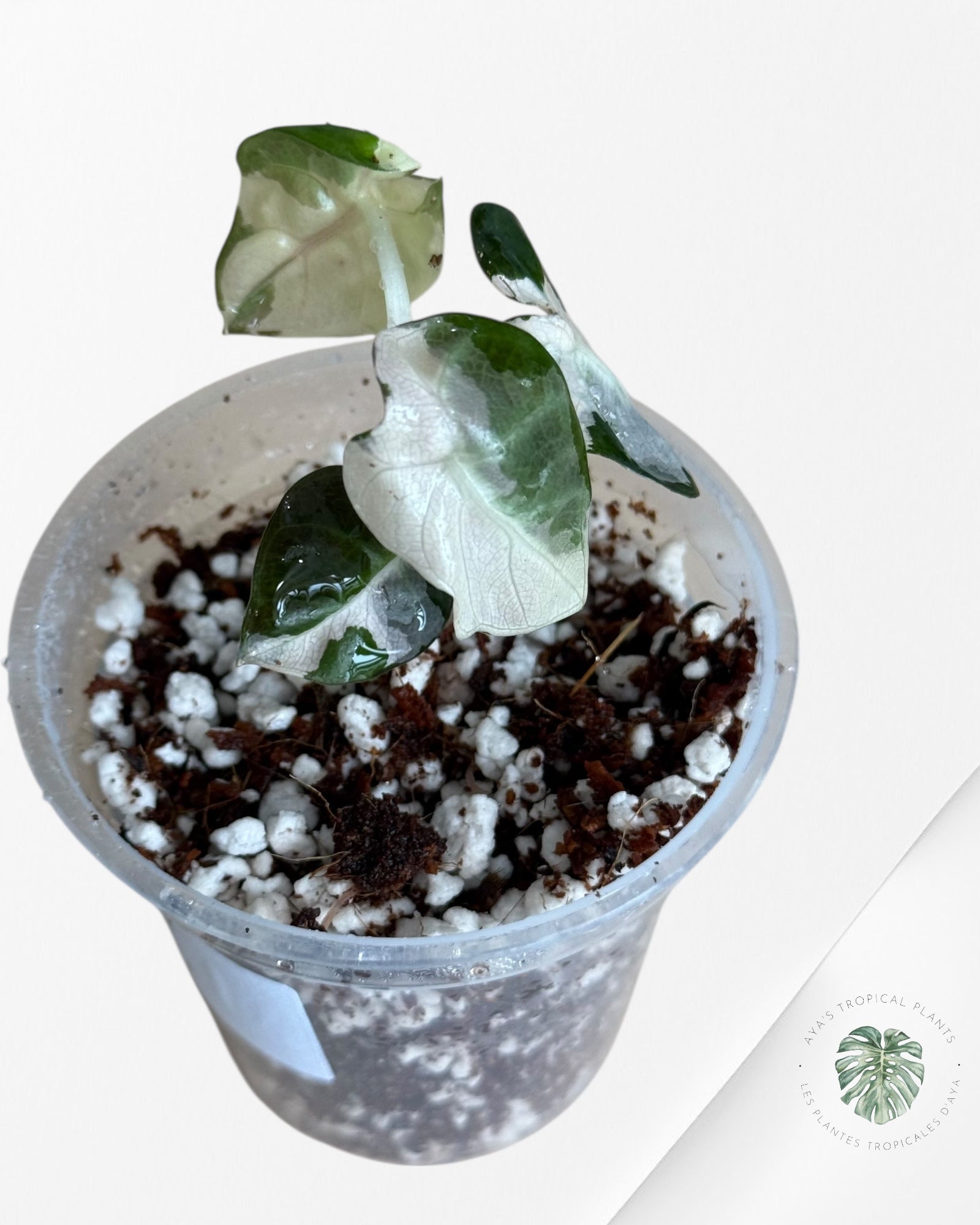 Alocasia Heart Balloon Pink variegated- 00