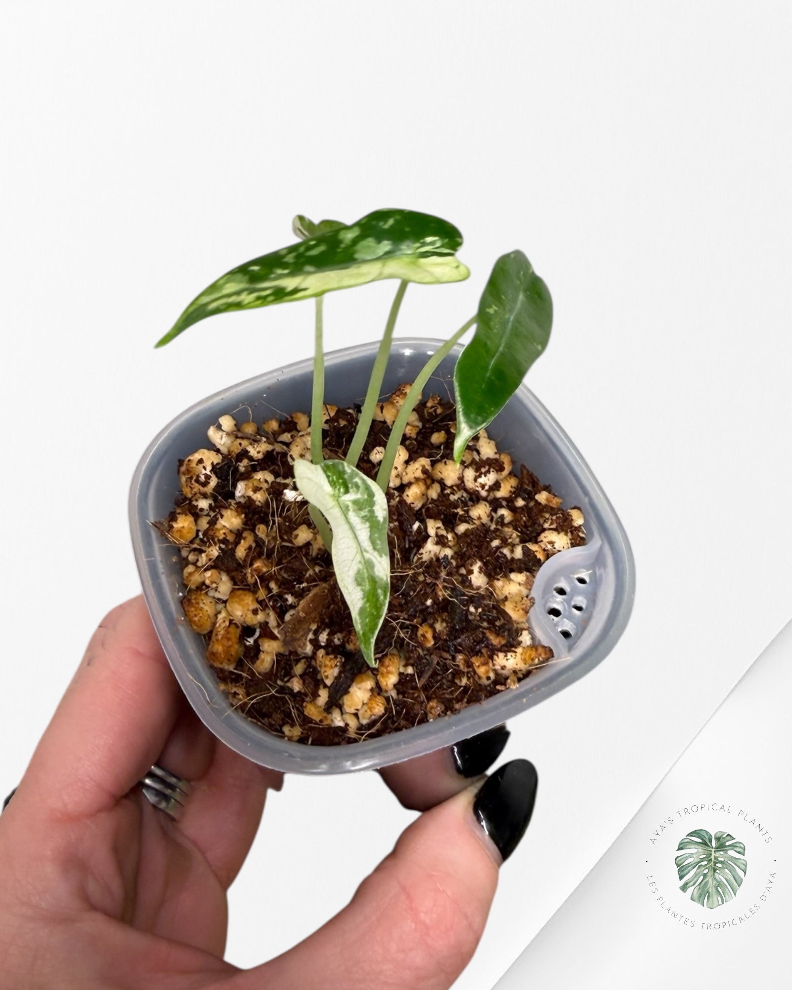 Alocasia Bambino Variagated| Rare TC Plant| Aya's Tropical Plants