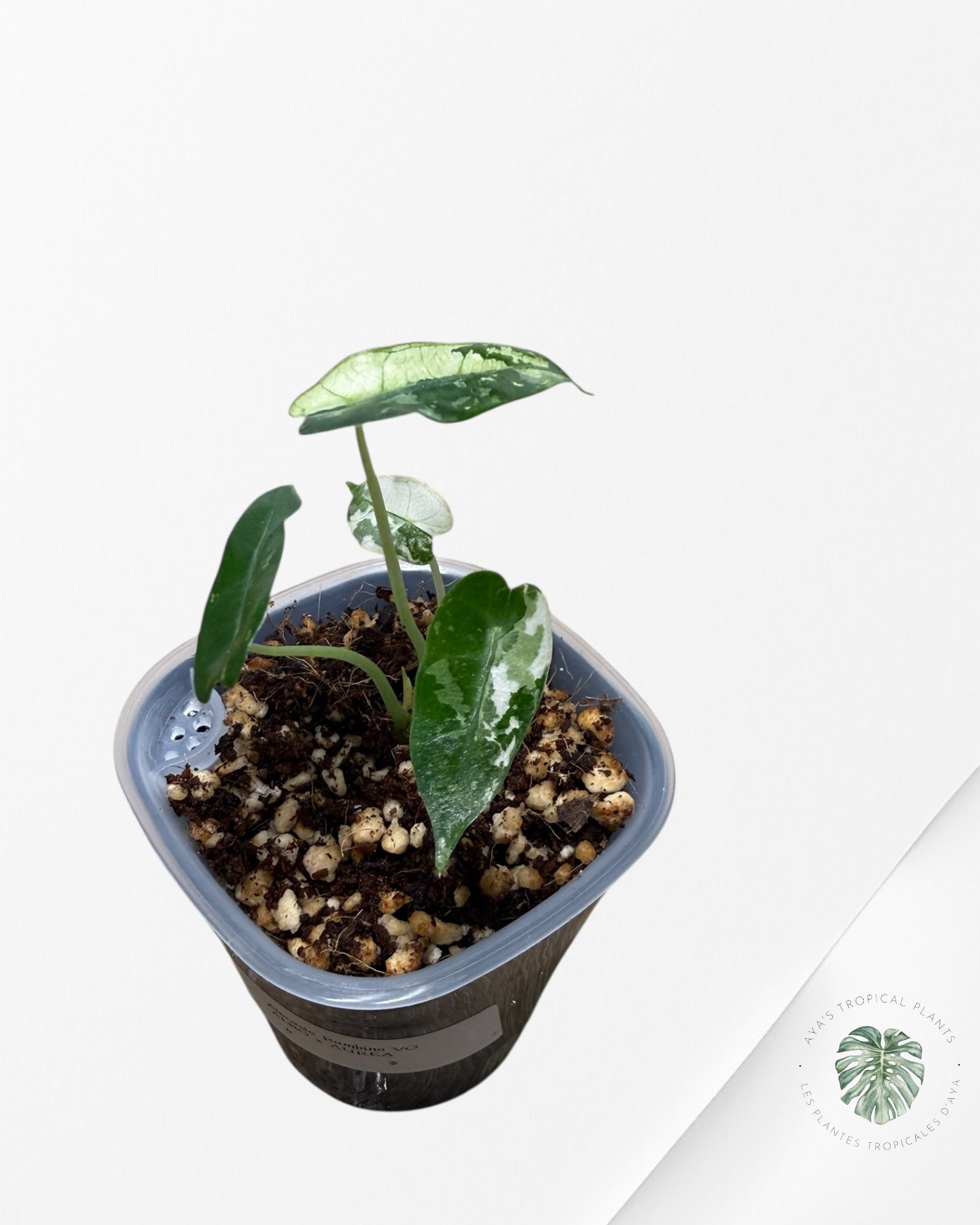Alocasia Bambino Variagated| Rare TC Plant| Aya's Tropical Plants