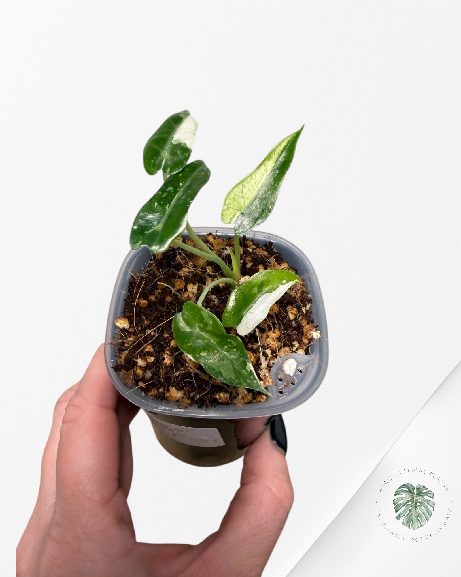 Alocasia Bambino Variagated| Rare TC Plant| Aya's Tropical Plants