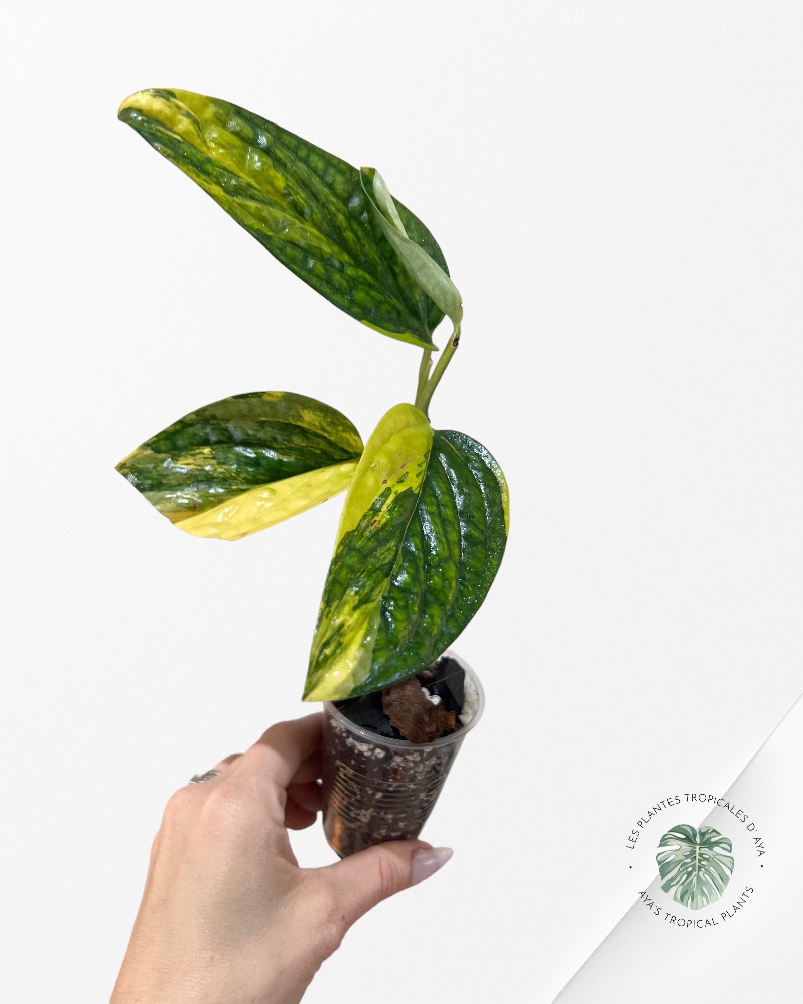 Monstera Peru JA1013
