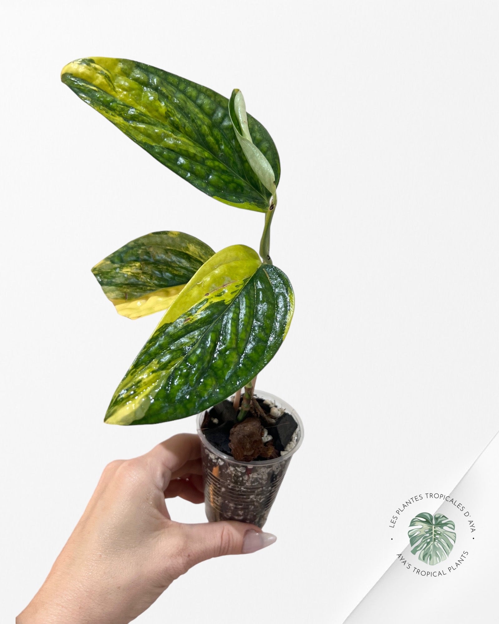 Monstera Peru JA1013