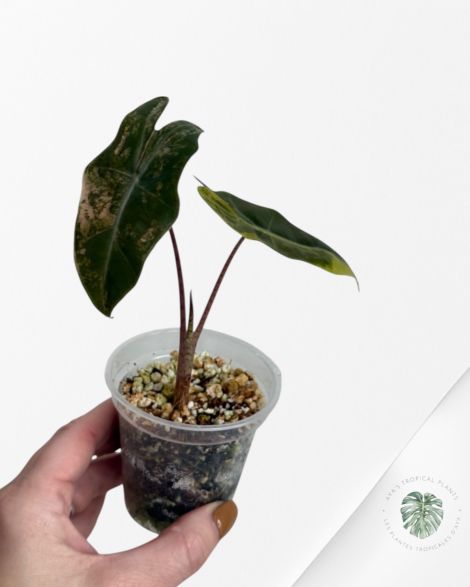 Alocasia Pseudo Sanderiana Variegated ni( aurea)
