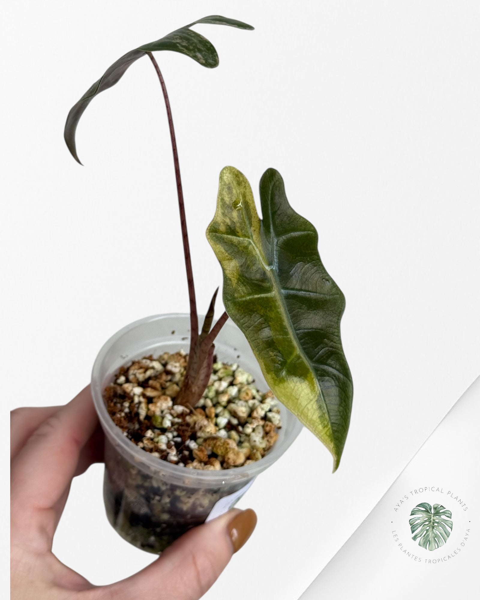 Alocasia Pseudo Sanderiana Variegated ni( aurea)