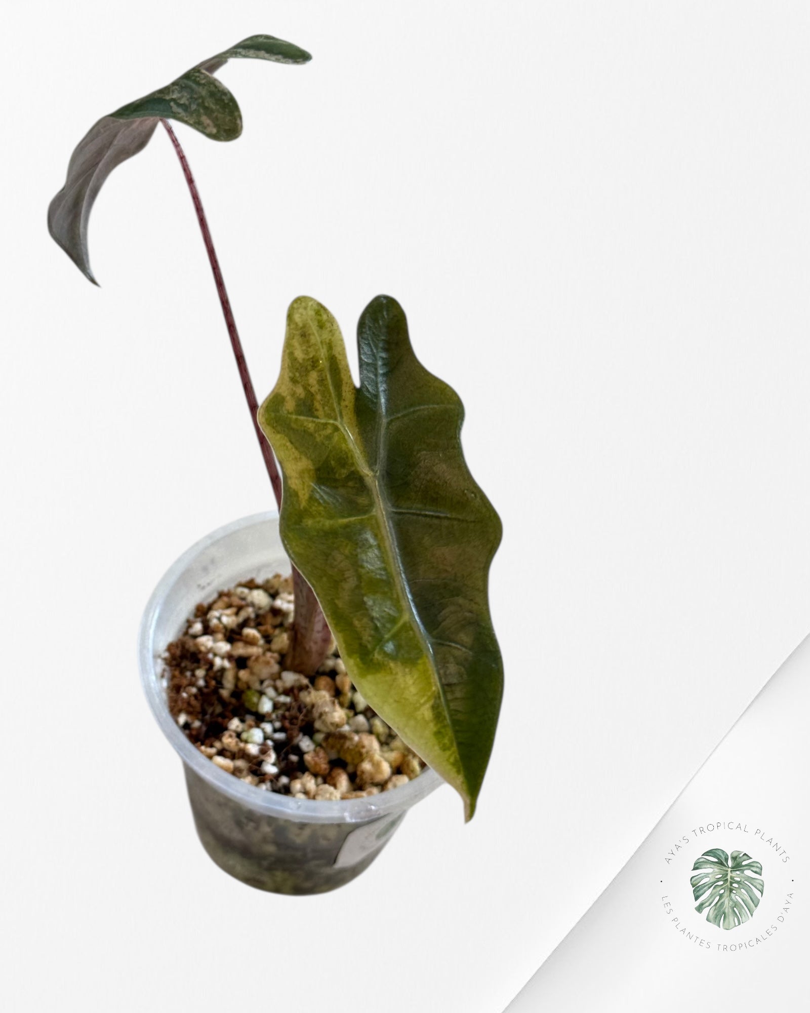 Alocasia Pseudo Sanderiana Variegated ni( aurea)