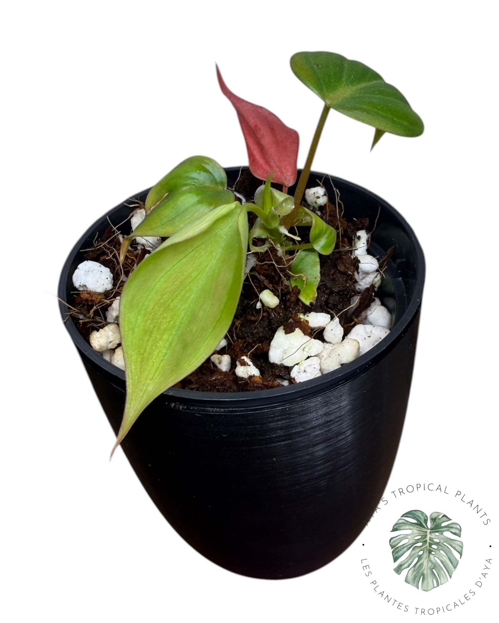 Philodendron Micans Variegated – Pink Tones