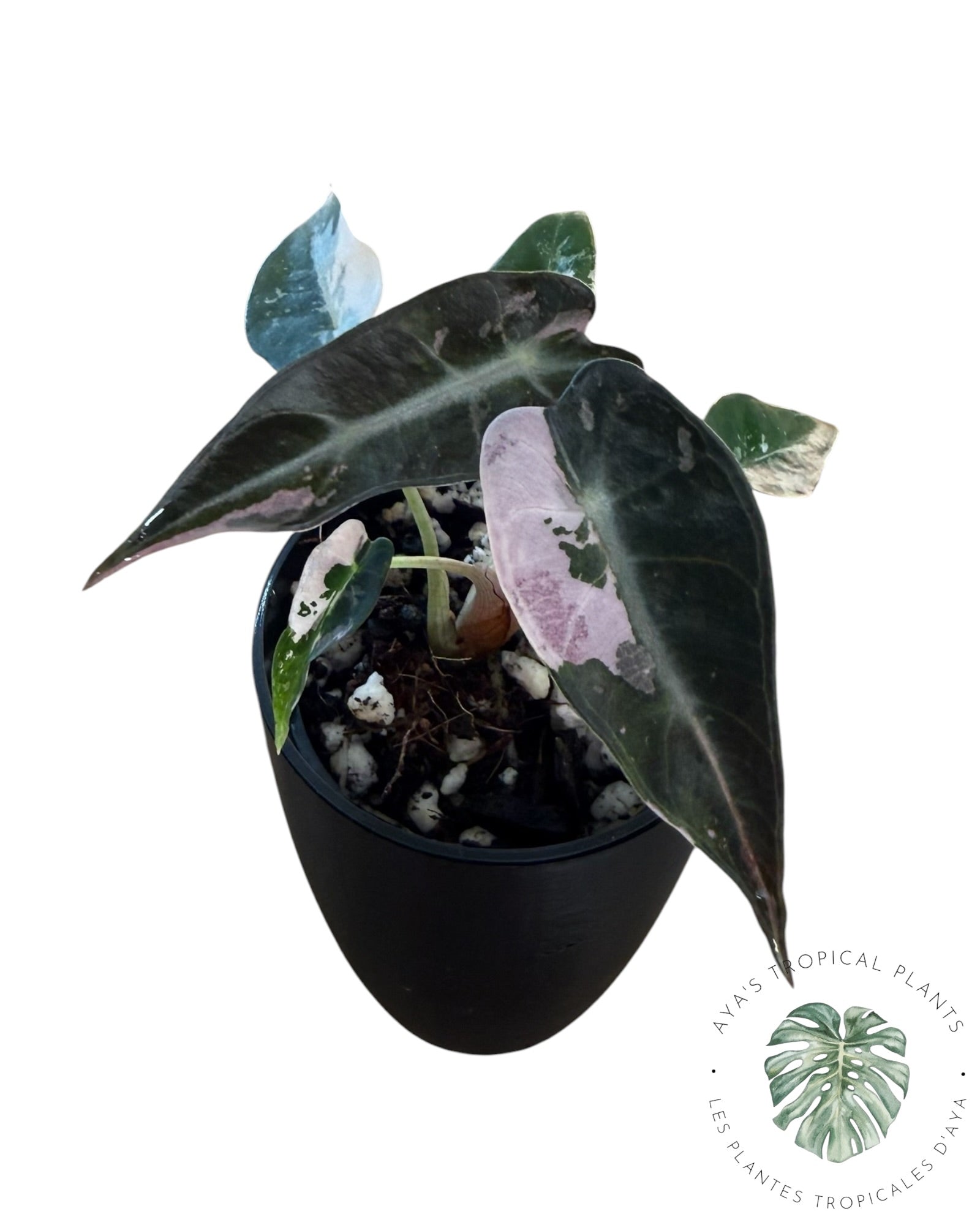 Alocasia Bambino Pink Variegated