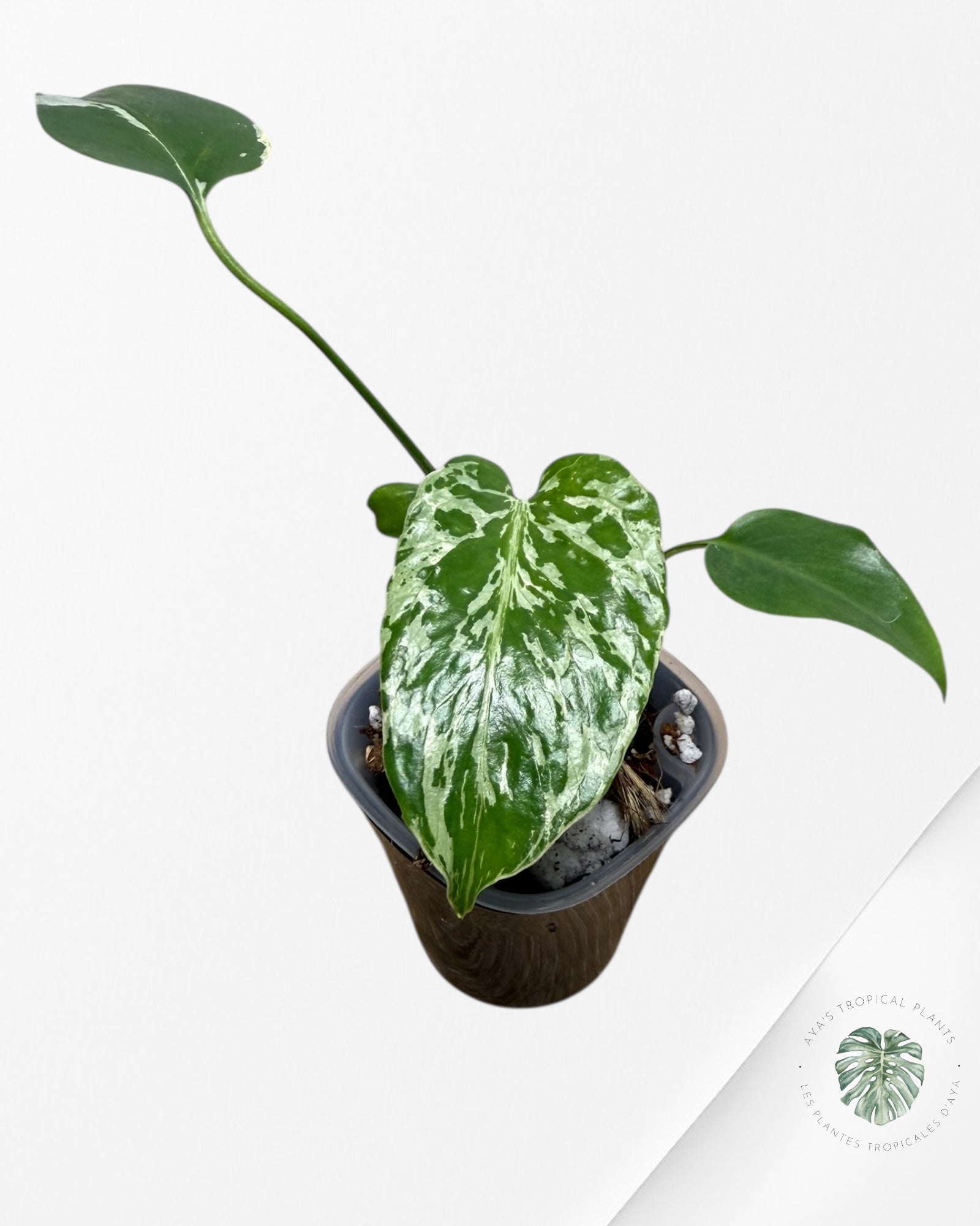 Monstera Deliciosa Bulbasaur