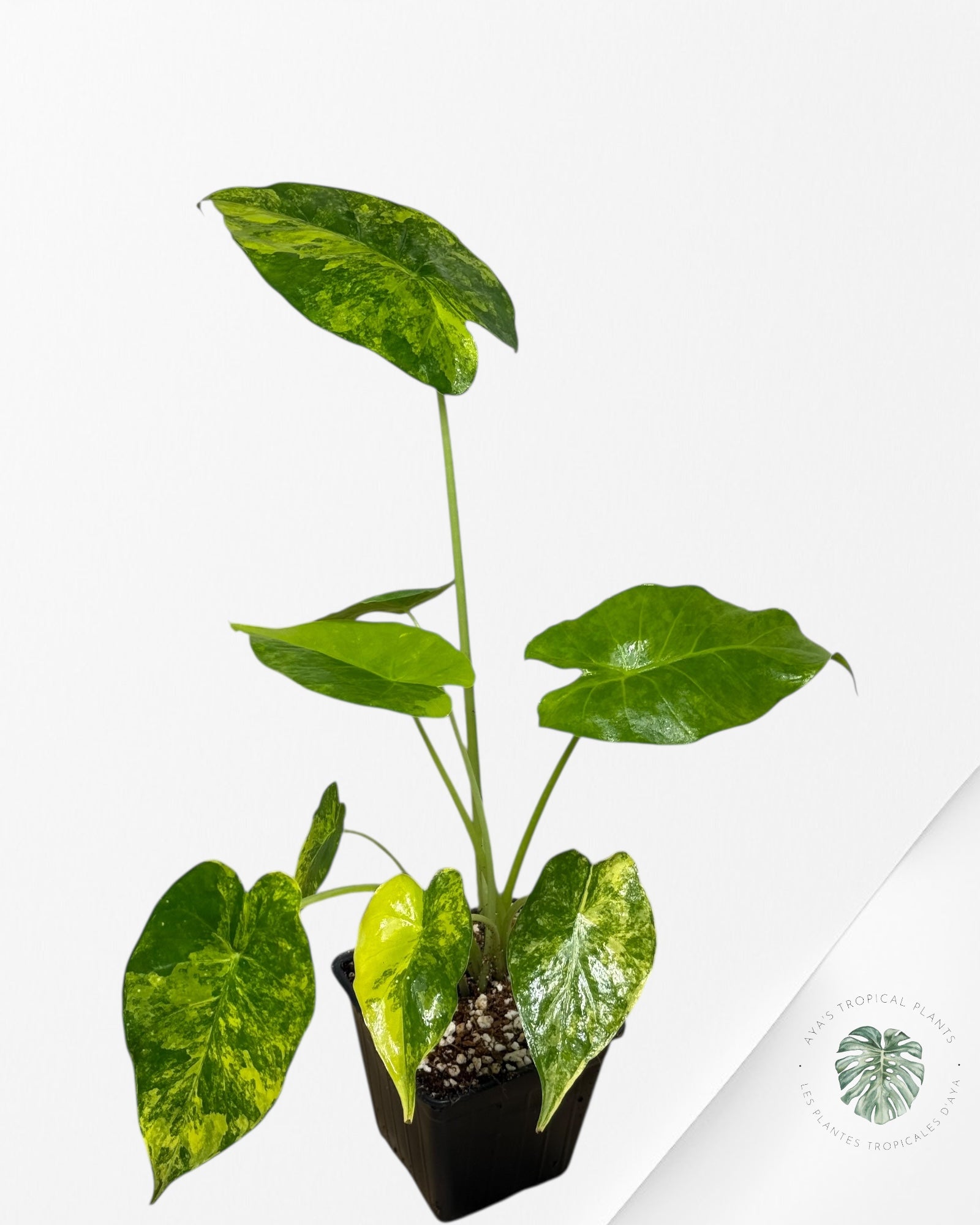 Alocasia Gageana Aurea
