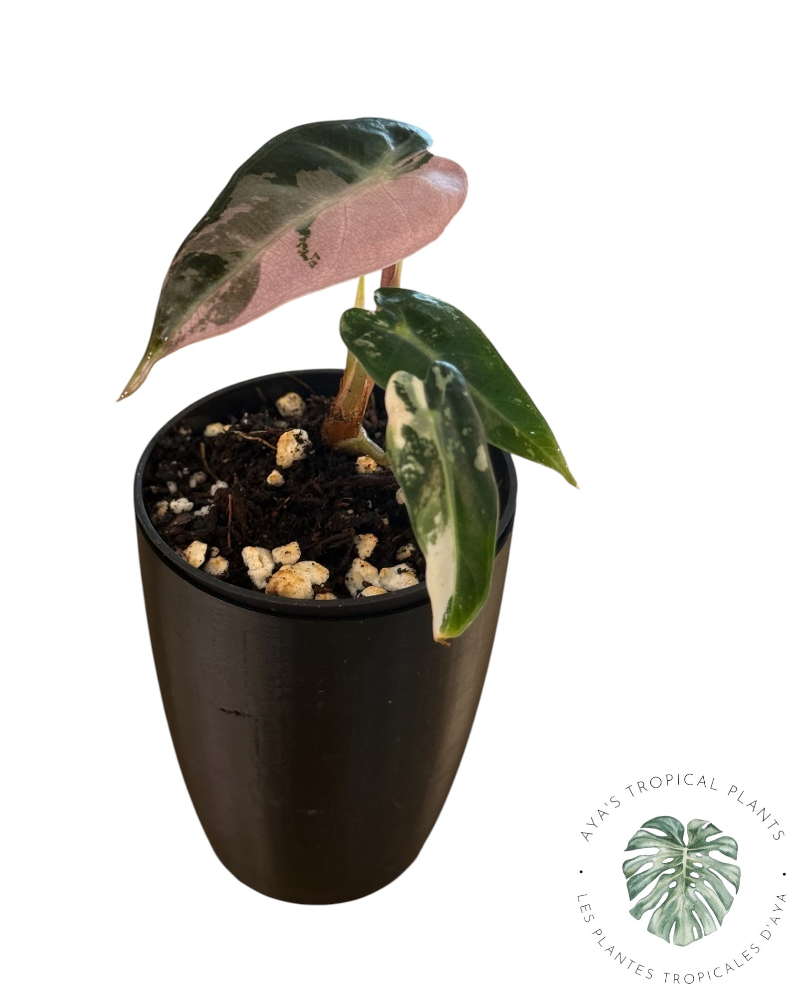 Alocasia Bambino Pink Variegated